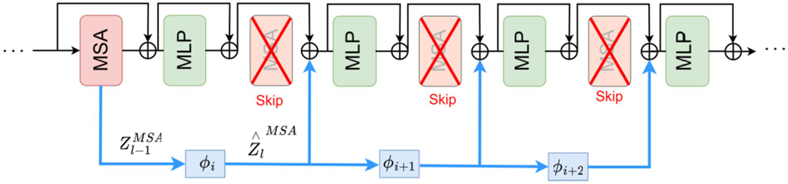 Diagram of a neural network architecture showing a sequence of modules. The flow alternates between MSA (Multi-Head Self-Attention) and MLP (Multi-Layer Perceptron) blocks. One MSA block is skipped, indicated by a bold red cross and the word "Skip". Blue arrows denote a bypass path connecting MLP blocks, labeled \(\phi_i\), \(\phi_{i+1}\), \(\phi_{i+2}\). Black lines with circles represent data flow through modules.