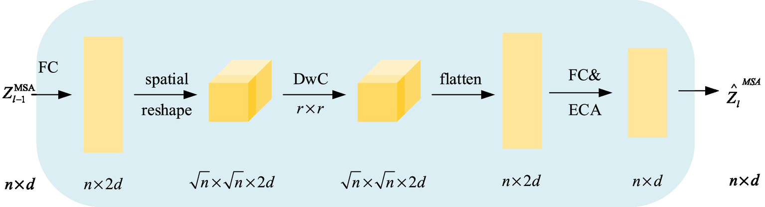 Flowchart depicting a neural network process. It starts with an input \(Z_{L-1}^{MSA}\) of size \(n \times d\), followed by a fully connected layer to size \(n \times 2d\). A spatial reshape converts it to \(\sqrt{n} \times \sqrt{n} \times 2d\). A depthwise convolution (\(DWC\)) is applied, maintaining the same dimensions. The output is flattened back to size \(n \times 2d\), passes through a fully connected and ECA layer, reducing it to \(n \times d\), yielding output \(\hat{Z}_L^{MSA}\).