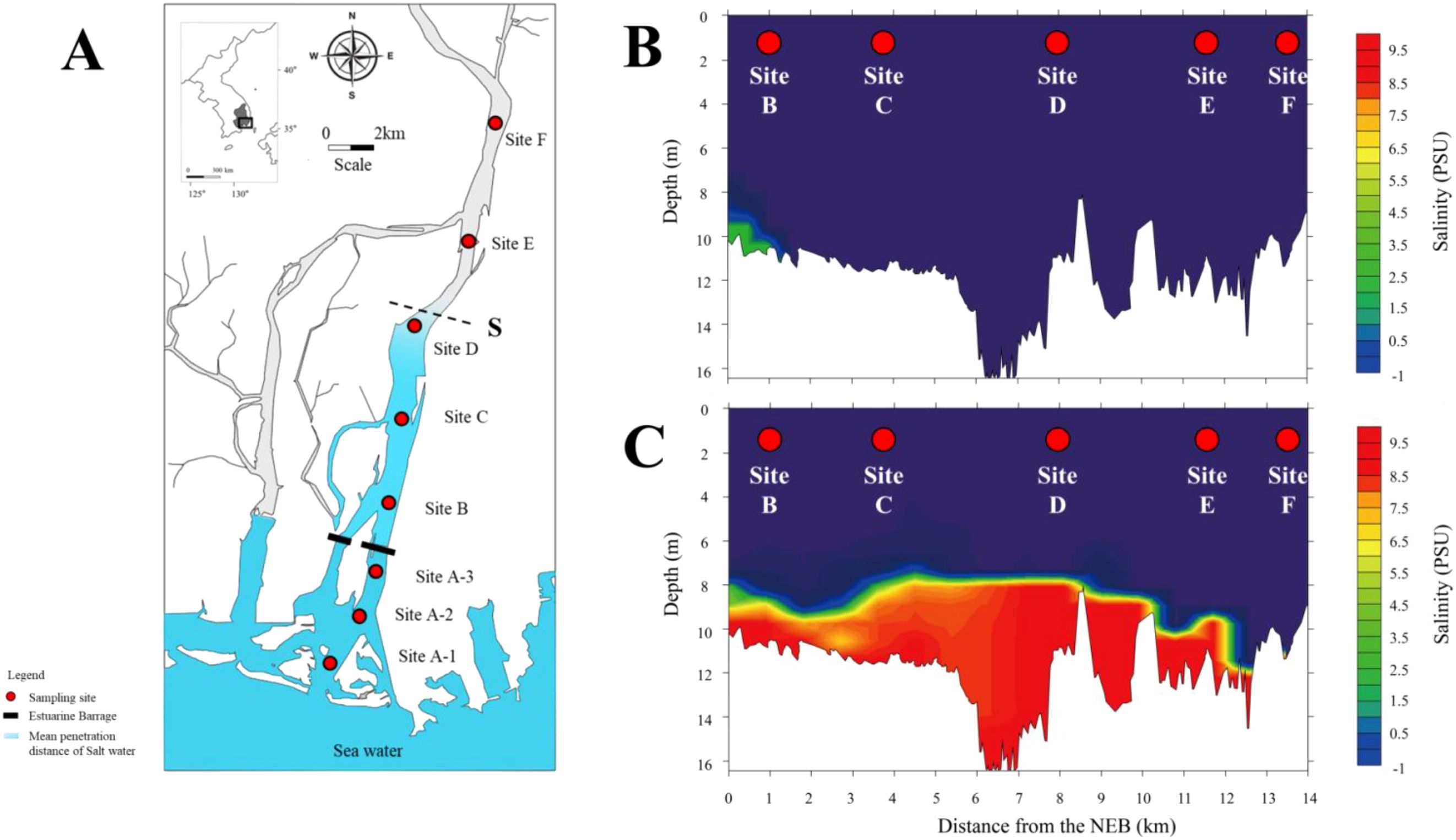 Map and graphs displaying salinity levels at various sites along a river. Panel A shows a map with sampling sites labeled A-1, A-2, A-3, B, C, D, E, and F. Panels B and C are depth profiles with salinity gradients indicated by color, ranging from blue (lower salinity) to red (higher salinity). Sites B, C, D, E, and F are marked, with depth (meters) on the vertical axis and distance from the NEB (kilometers) on the horizontal axis. The salinity scale is depicted in practical salinity units (PSU).