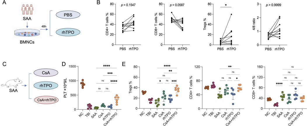 Illustration displaying experimental results on the effects of PBS and rhTPO on T cell subsets. (A) Diagram showing SAA and rhTPO treatment on BMNCs. (B) Graphs depicting changes in CD4+ and CD8+ T cells, Tregs, and 4/8 ratio between PBS and rhTPO. (C) Treatment diagram with SAA, CsA, rhTPO, and CsA+rhTPO. (D) and (E) Graphs showing PLT counts, CD4+ T cell percentage, and CD8+ T cell percentage across NC, TBI, SAA, CsA, rhTPO, and CsA+rhTPO groups, with significance levels marked.