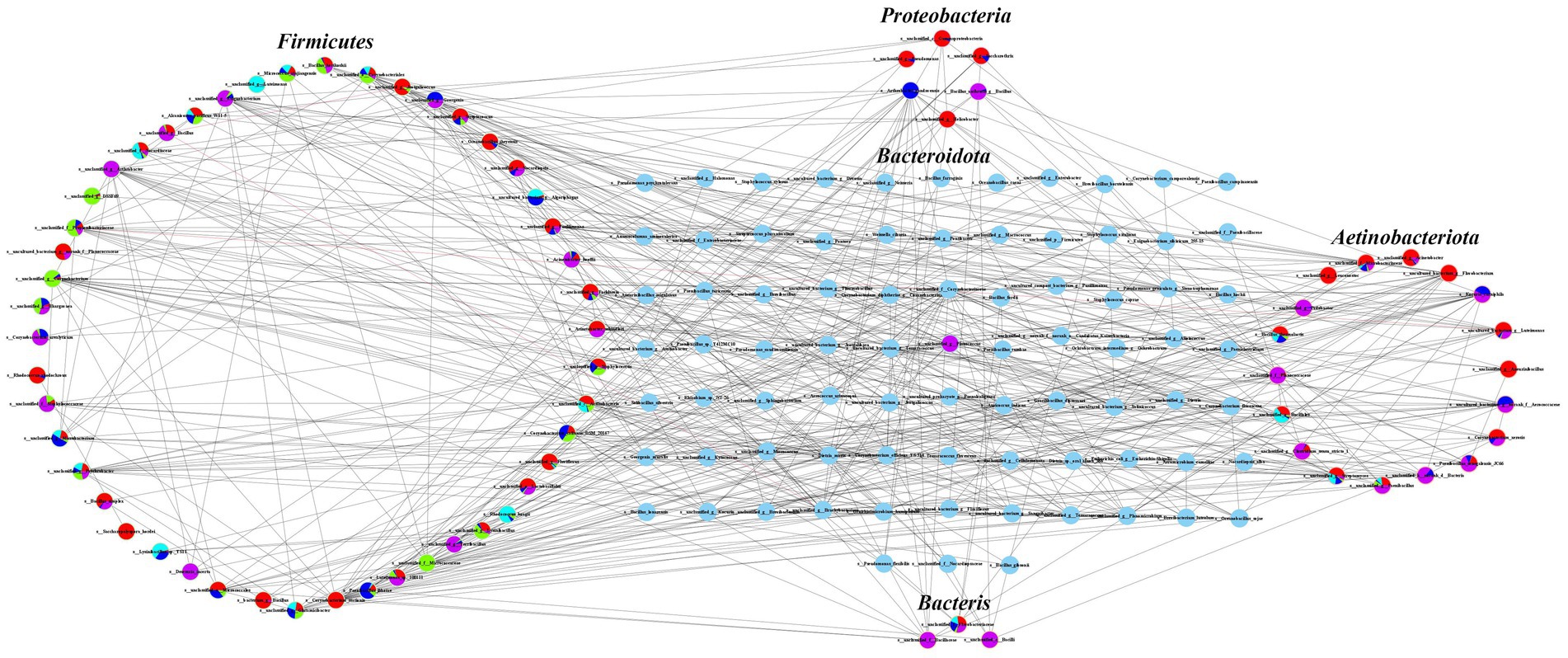 Network diagram illustrating relationships among various bacterial phyla: Firmicutes, Proteobacteria, Bacteroidota, and Actinobacteriota. Nodes are color-coded, connected by numerous lines indicating interactions or correlations among them.