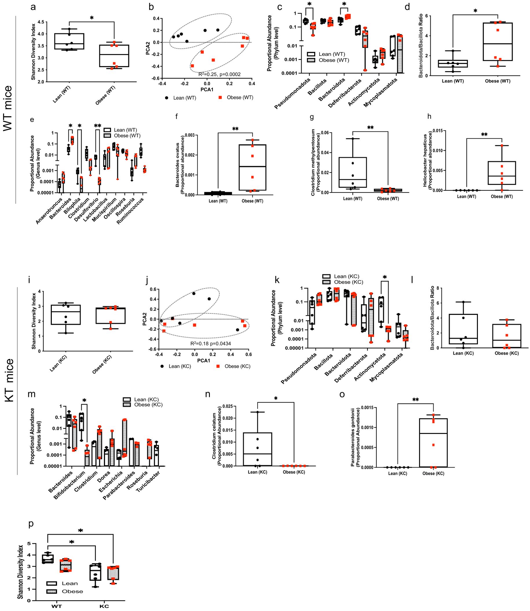 Graphs displaying microbial diversity and abundance differences between lean and obese mice, categorized as WT (wild type) and KC groups. Charts include Shannon diversity index, PCA plots, phyla abundance, and specific bacterial taxa comparisons. Significant differences are marked with asterisks, indicating statistical relevance.