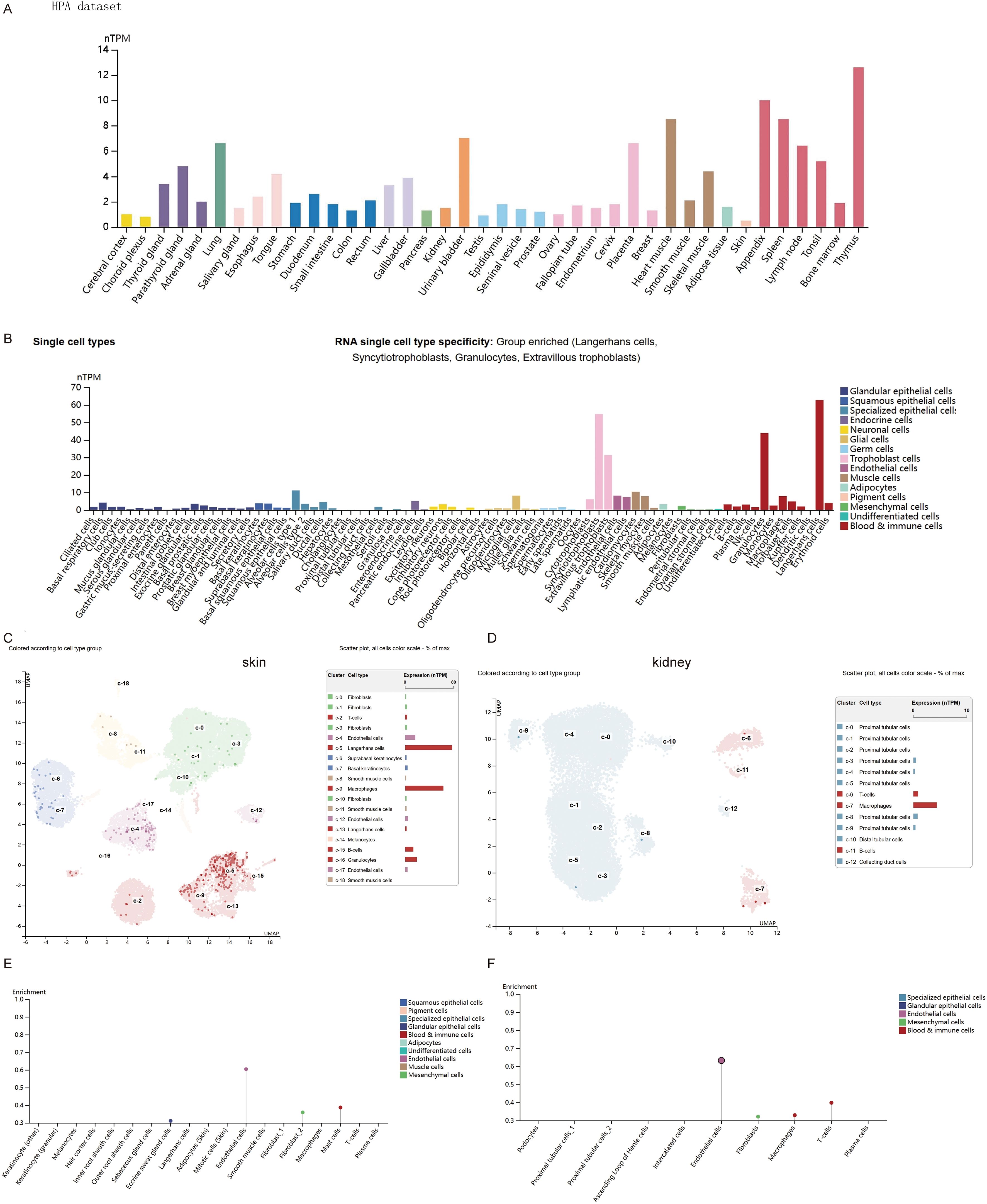 Chart shows data from the HPA dataset with two main graphs. Graph A displays various tissue types and their normalized transcript per million (nTPM) values, highlighting tissue-specific expression. Graph B presents single cell type specificity with group enrichments in Langerhans cells, syncytiotrophoblasts, granulocytes, and extravillous trophoblasts. Graphs C and D show UMAP plots for skin and kidney, respectively, with clusters colored by cell type. Graphs E and F depict enrichment scores for different cell types across tissue types, including squamous epithelial and endothelial cells.