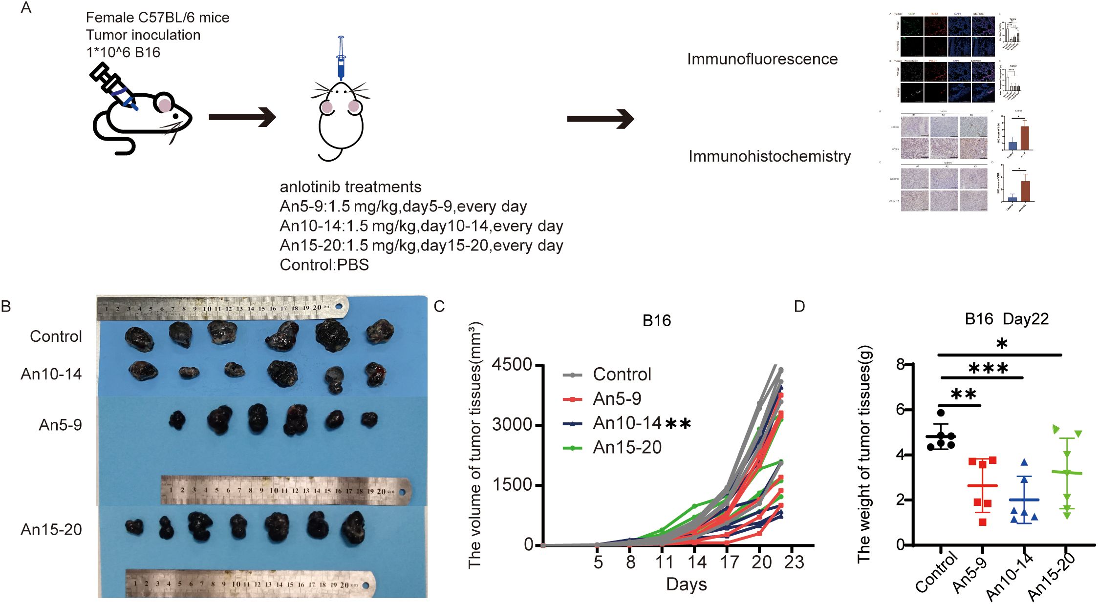 Diagram of a mice study on anlotinib treatment. Panel A shows the procedure: C57BL/6 mice were inoculated with B16 tumors, treated with anlotinib or PBS, and analyzed for immunofluorescence or immunohistochemistry. Panel B displays tumor samples from control and treated groups, measured with rulers. Panel C is a graph of tumor volume over 22 days, showing reduced growth in treated groups compared to control. Panel D presents the weight of tumor tissues on day 22, indicating significant reduction in treated groups, noted by asterisks.