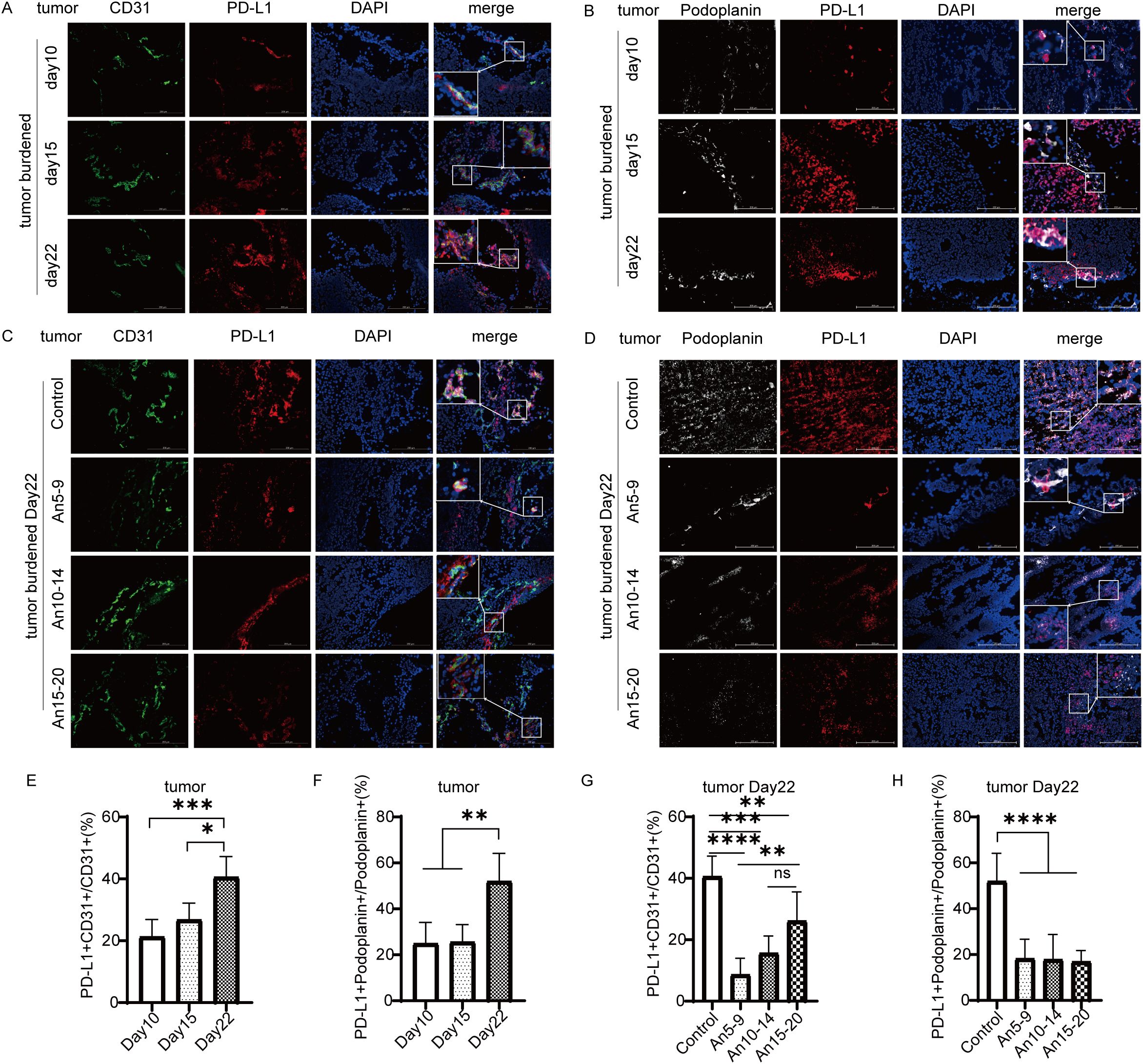 Images A to D show immunofluorescence staining of tumors at different time points and treatments, highlighting CD31, podoplanin, PD-L1, and DAPI with merged views. Sections A and B compare tumor burdens on days ten, fifteen, and twenty-two. Sections C and D contrast control and treated groups with An5-9, An10-14, and An15-20. Insets provide magnified views. Graphs E to H display percentage analyses of PD-L1 positive cells associated with CD31 and podoplanin across different conditions. Statistical significance is denoted with asterisks.