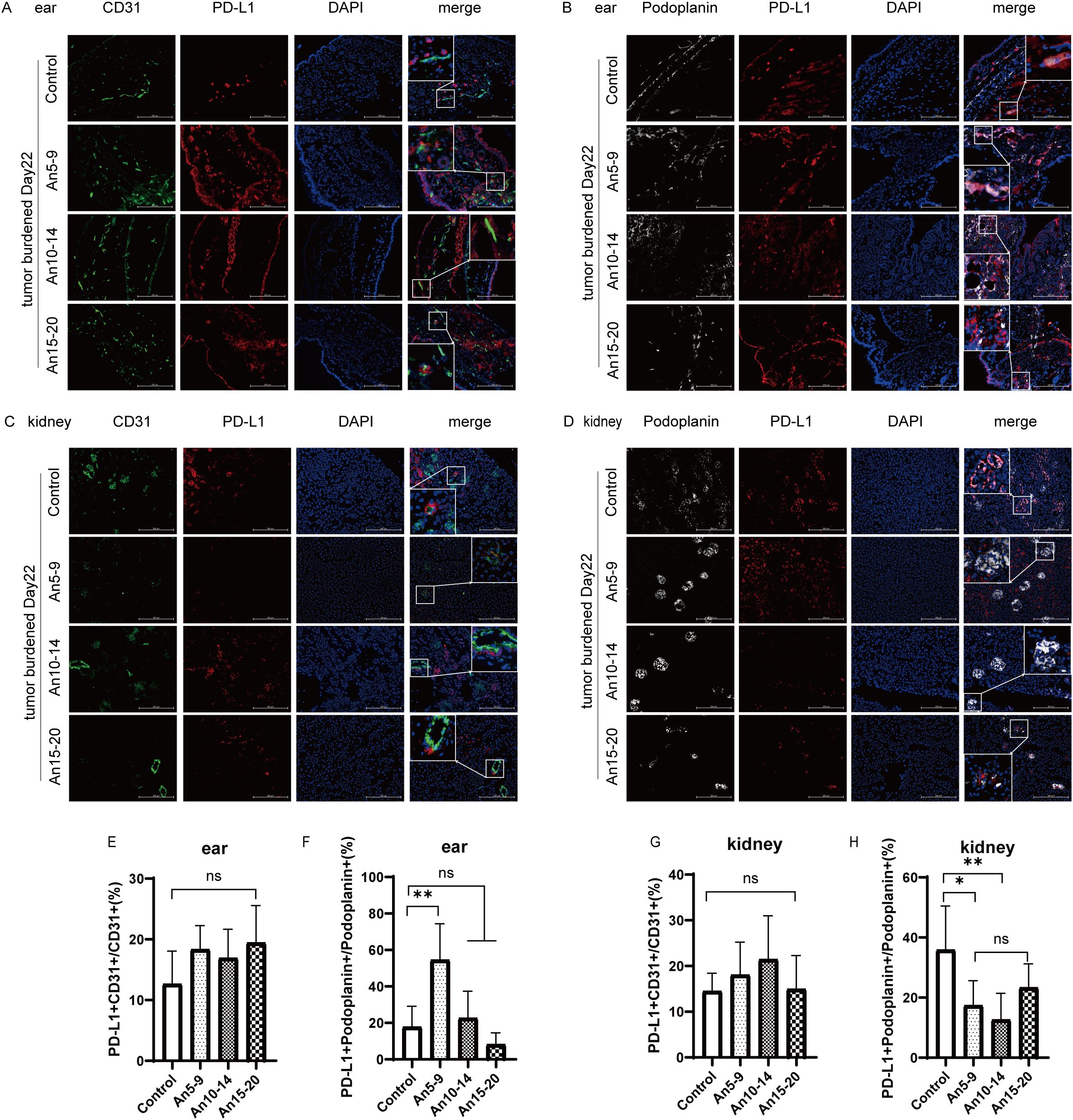 Fluorescence microscopy images and bar graphs showing expression levels of CD31, Podoplanin, PD-L1, and DAPI in ear and kidney tissues under various conditions. Panels A and C display CD31 expression in green, PD-L1 in red, and DAPI in blue. Panels B and D show Podoplanin in white, PD-L1 in red, and DAPI in blue. Merged images highlight co-localization. Panels E-H present bar graphs comparing PD-L1 expression in different conditions with statistical annotations, including significant differences indicated by asterisks.