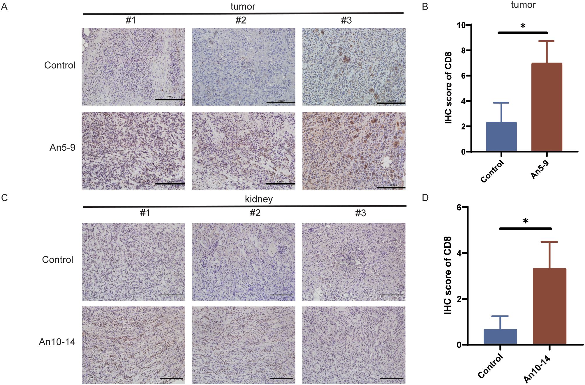 Microscopy images and bar charts comparing CD8 immunohistochemistry (IHC) scores in tumor and kidney tissues. Panel A shows tumor tissue images with control versus An5-9 treatment; Panel B shows a bar chart of CD8 IHC scores indicating higher scores in An5-9 treated tumors. Panel C shows kidney tissue images with control versus An10-14 treatment; Panel D shows a bar chart of CD8 IHC scores indicating higher scores in An10-14 treated kidneys. Asterisks indicate statistical significance.