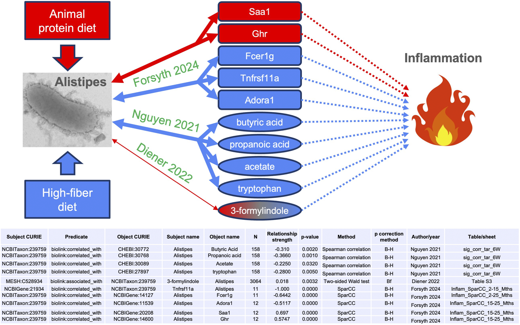 Diagram illustrating the impact of diet on inflammation through the gut bacterium Alistipes. An animal protein diet and a high-fiber diet influence Alistipes, which affects various metabolites and proteins. Red arrows and dashed lines link to pro-inflammatory effects, while blue arrows and dashed lines indicate neutral or beneficial effects. Studies by Forsyth (2024), Nguyen (2021), and Diener (2022) are noted. A table below provides detailed correlations, methods, and study references.