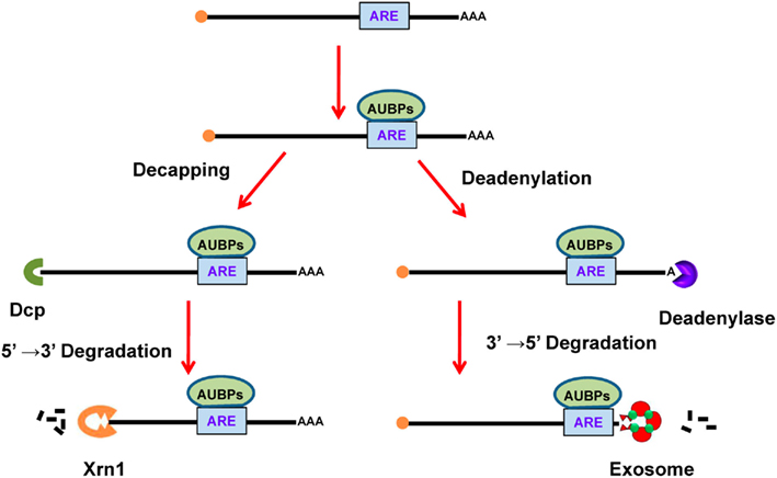 PDF) Mining Functional Elements in Messenger RNAs: Overview, Challenges,  and Perspectives