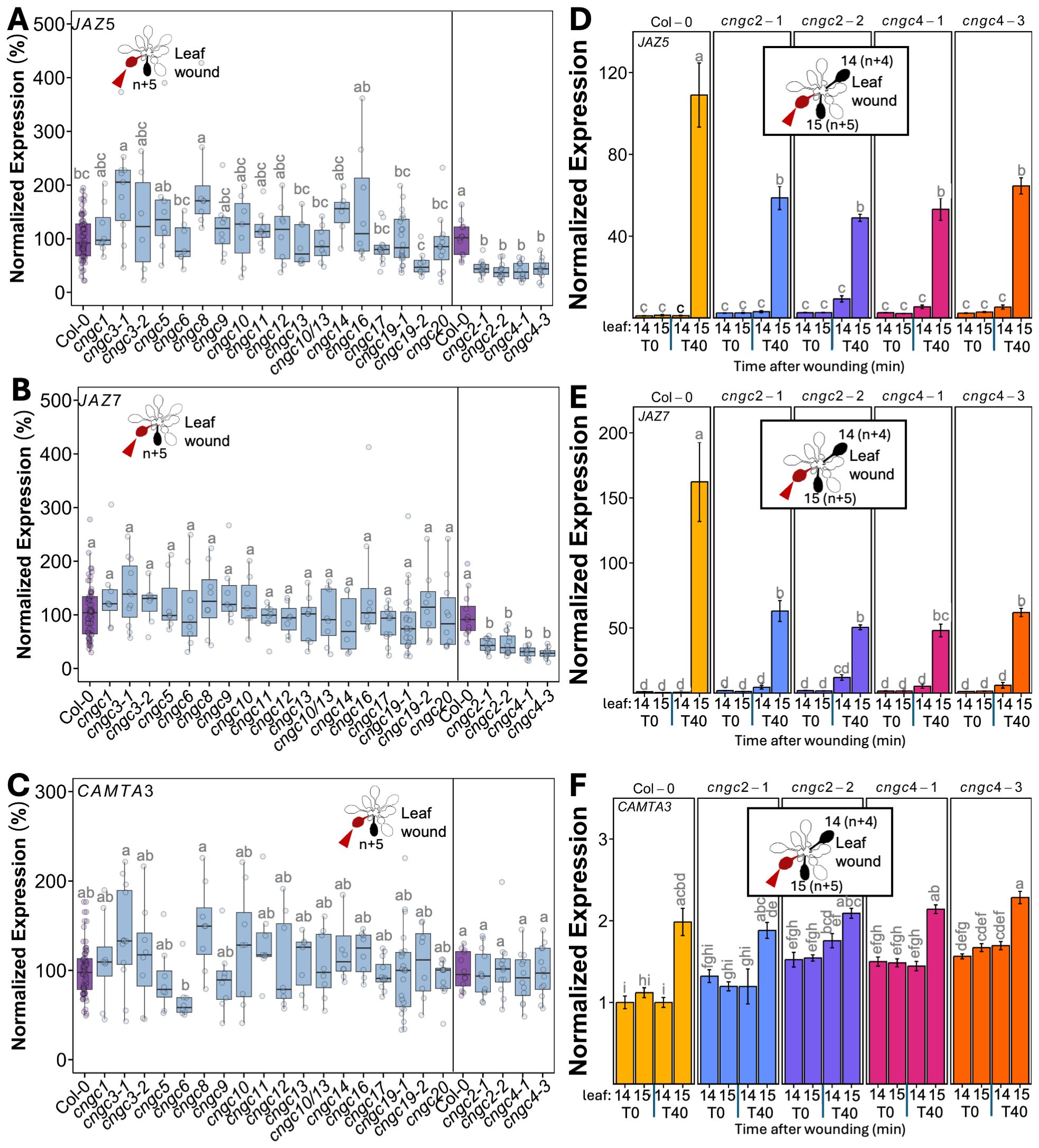 Box plots and bar charts depict the normalized expression levels of JAZ5, JAZ7, and CAMTA3 genes after leaf wounding in various genotypes of Arabidopsis thaliana. Panels A, B, and C show box plots for different genotypes, while panels D, E, and F present bar charts illustrating changes over time after wounding. Arrows indicate the leaf wound site. Statistical differences are noted with letters above each plot.