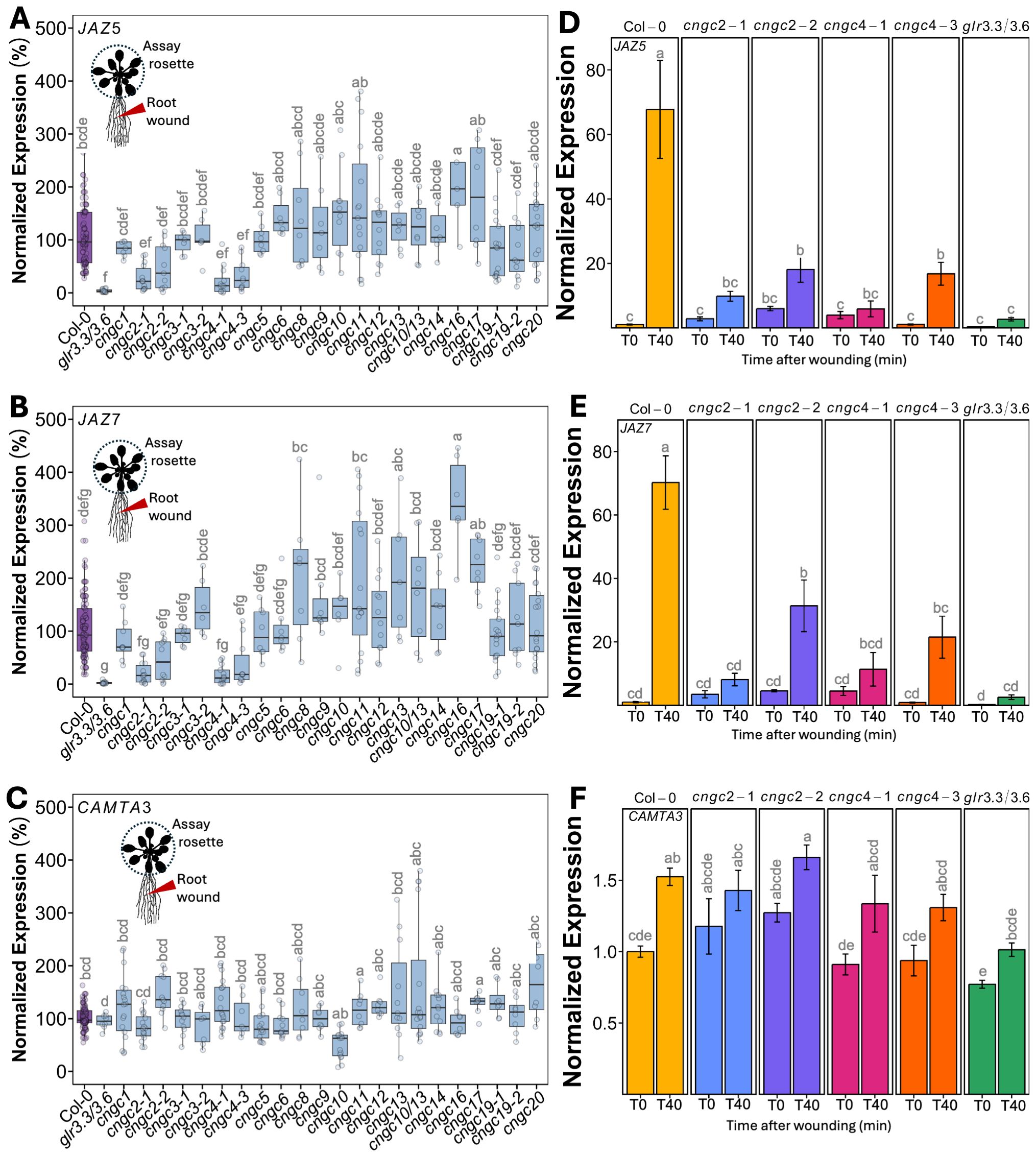 Box plots and bar graphs showing normalized expression levels of JAZ5, JAZ7, and CAMTA3 genes in response to root wounding in Arabidopsis mutants and wild-type. Panels A, B, and C display box plots for each gene's expression in various mutant lines, while panels D, E, and F show bar graphs comparing expression over time after wounding in specific mutants. Annotations indicate assay type and time intervals.