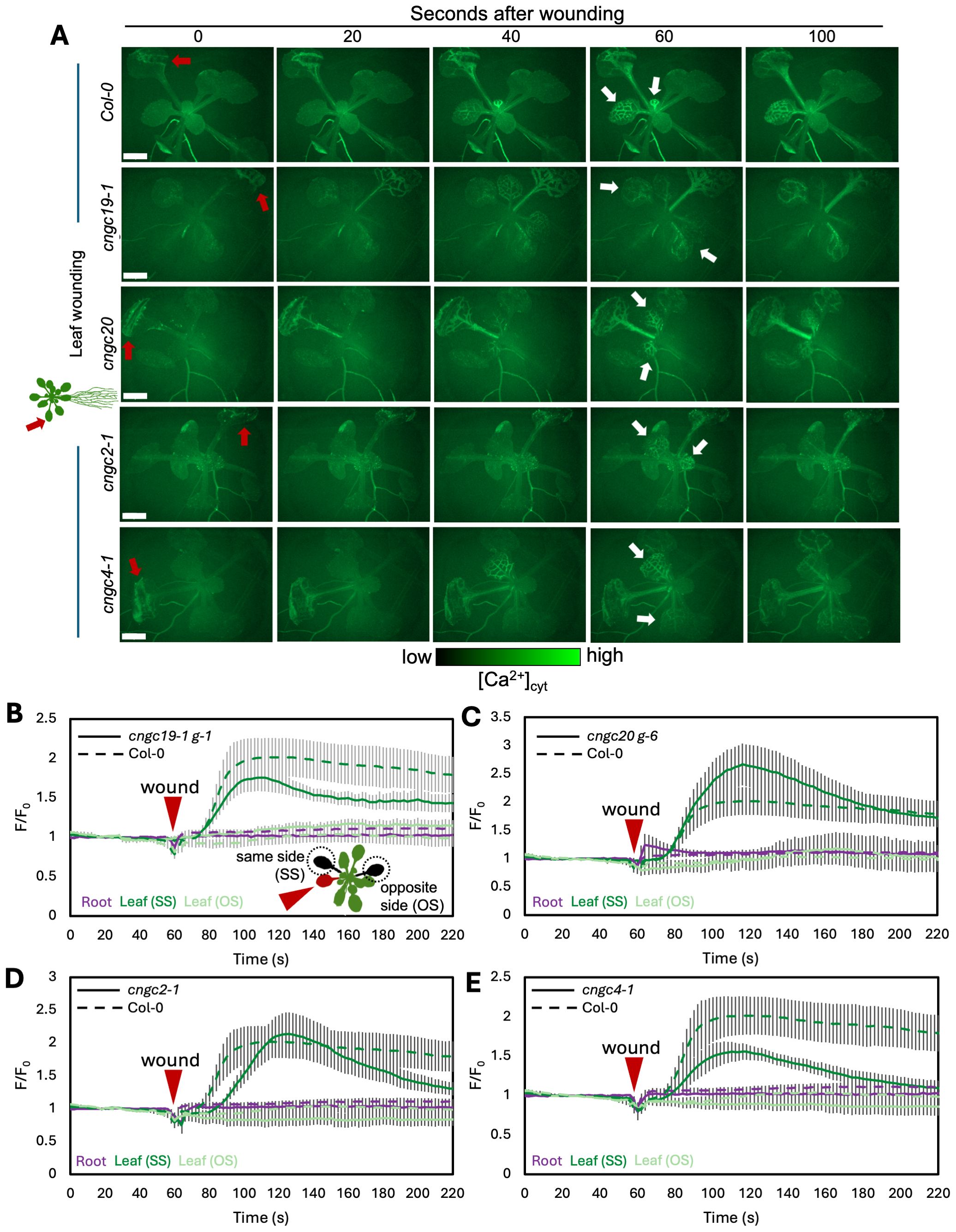 Time-lapse images and graphs showing calcium ion concentration changes in Arabidopsis leaves after wounding. Panel A displays fluorescent images over time for different genotypes, with arrows indicating areas of interest. Panels B to E present line graphs comparing calcium ion concentration over time in different genotypes, with annotations for side and opposite side responses. Each graph includes standard deviation and indicates the point of wounding with a red arrow. The color scale indicates low to high calcium concentration.