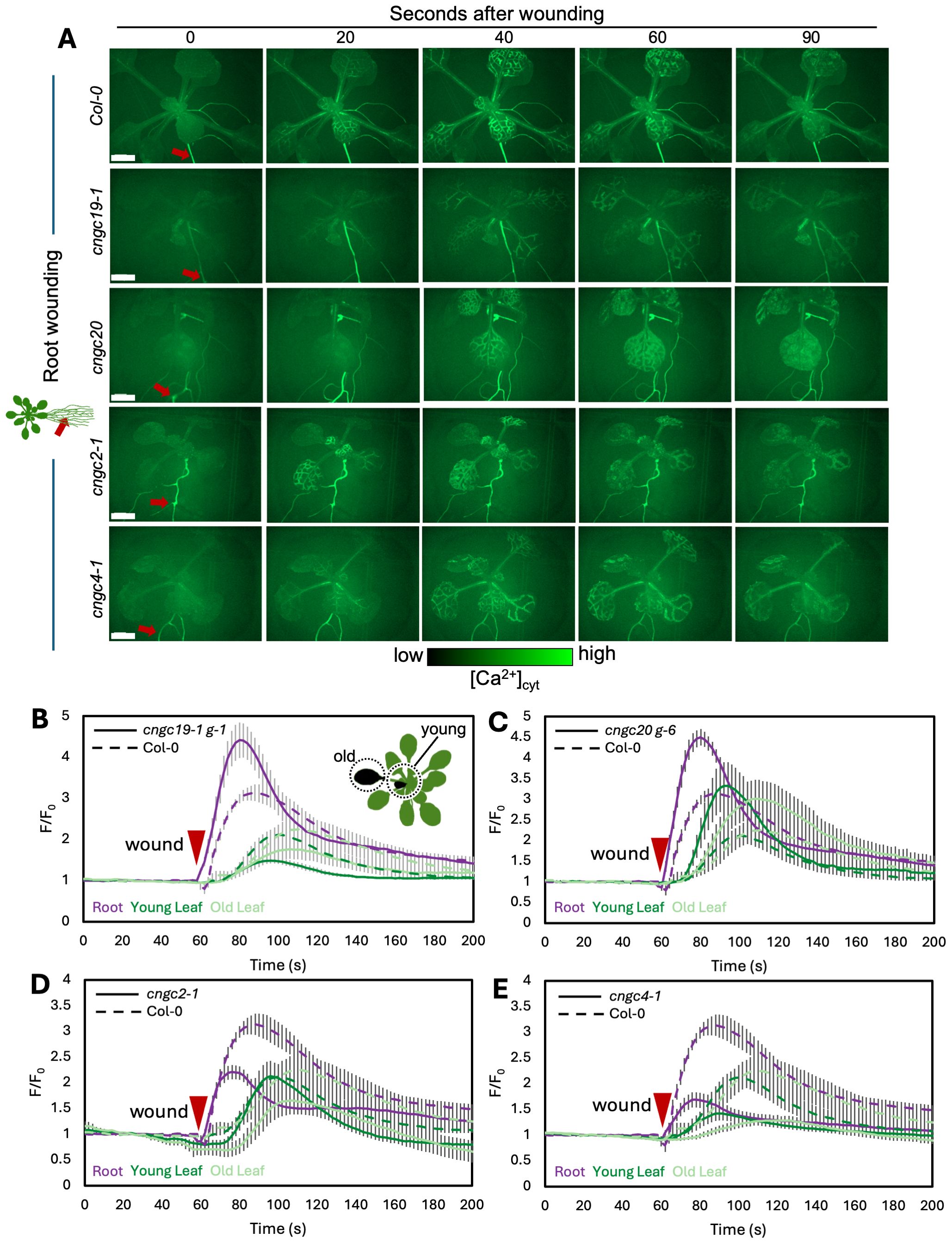 Time-lapse image sequence and graphs showing the effects of root wounding on calcium signaling in plants. Panel A displays green fluorescent images of plants at intervals from zero to ninety seconds post-wounding, highlighting various mutants. Panels B to E present line graphs comparing calcium levels in different parts of the plant over time, denoting variances among different genetic lines. The images and graphs illustrate the differential calcium responses, with color-coded lines representing root, young, and old leaf signals.
