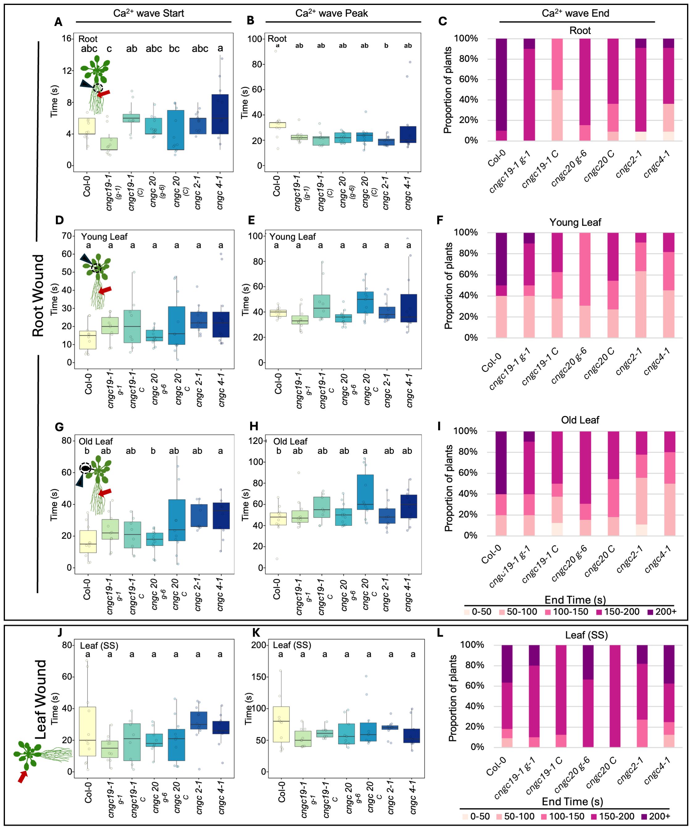 Box and bar charts illustrating calcium ion wave dynamics in plants, comparing root and leaf wounding responses. Panels A-C depict root data, D-F show young leaf results, G-I present old leaf findings, and J-L focus on leaf-specific studies. Each column demonstrates wave start, peak, and end times, alongside proportions of plants categorized by time ranges post-wound. Data is grouped by different plant mutants and conditions.