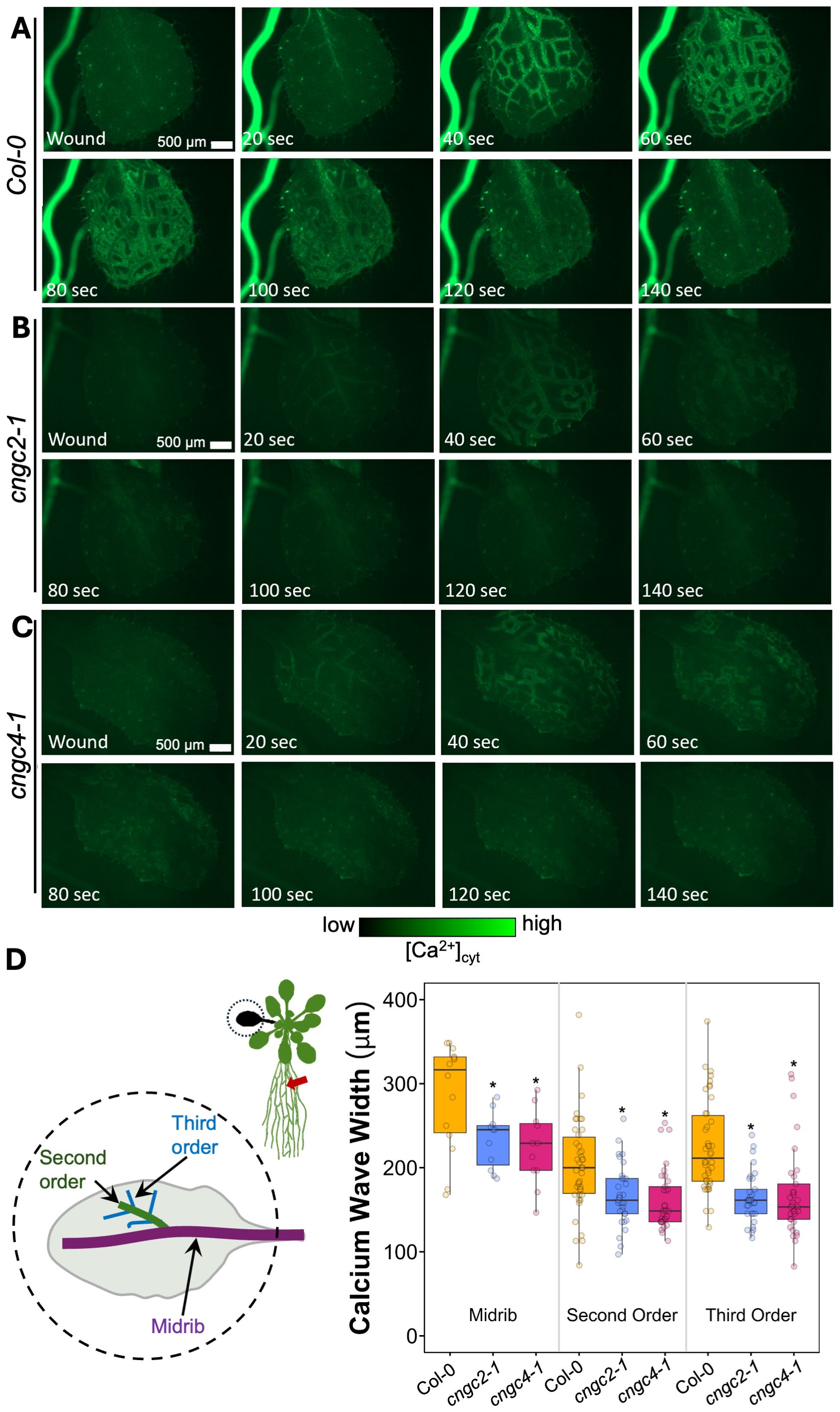 Time-lapse fluorescence microscopy images show calcium wave propagation in Arabidopsis leaves upon wounding. Panel A displays wild-type Col-0, Panel B shows cngc2-1 mutants, and Panel C shows cngc4-1 mutants at various time intervals up to 140 seconds. A color scale indicates calcium concentration. Panel D includes a diagram of leaf structures and a box plot comparing calcium wave width in micrometers across different genotypes and leaf vein orders. The box plot reveals differences in calcium wave width between genotypes, with statistical significance indicated by asterisks.
