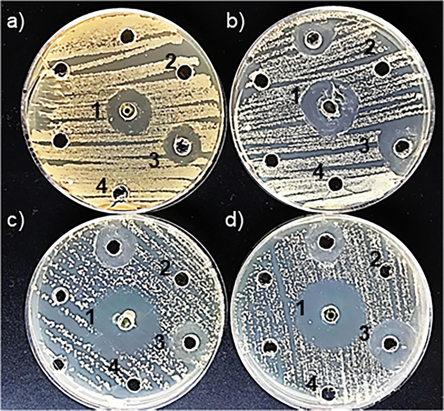 Four petri dishes labeled a through d show bacteria cultures with antibiotic discs. Each dish has multiple discs creating zones of inhibition of varying sizes. The diagrams are marked with numbers indicating the positions of the discs. The bacterial growth varies among the dishes, and the clear zones indicate the effectiveness of the antibiotics.