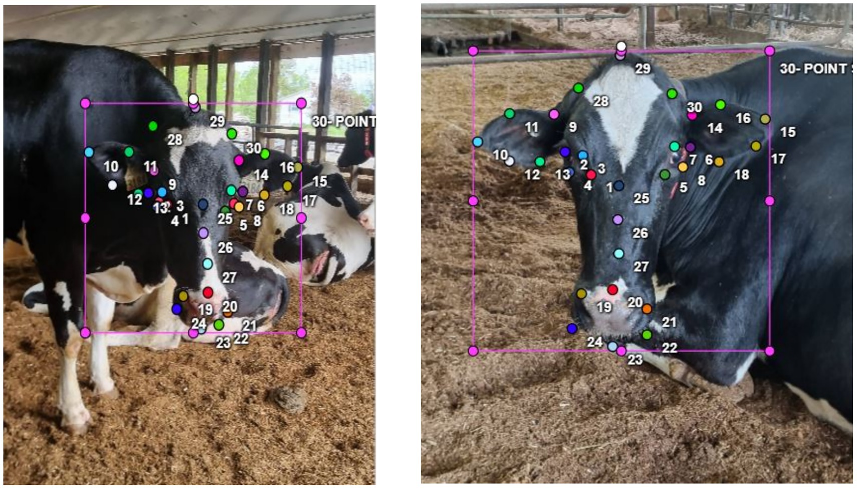 Two images of cows with a 30-point facial landmark system marked in various colors. The cows are indoors, standing on dirt floors. Each point is labeled numerically on their heads, illustrating a method for identifying specific features.