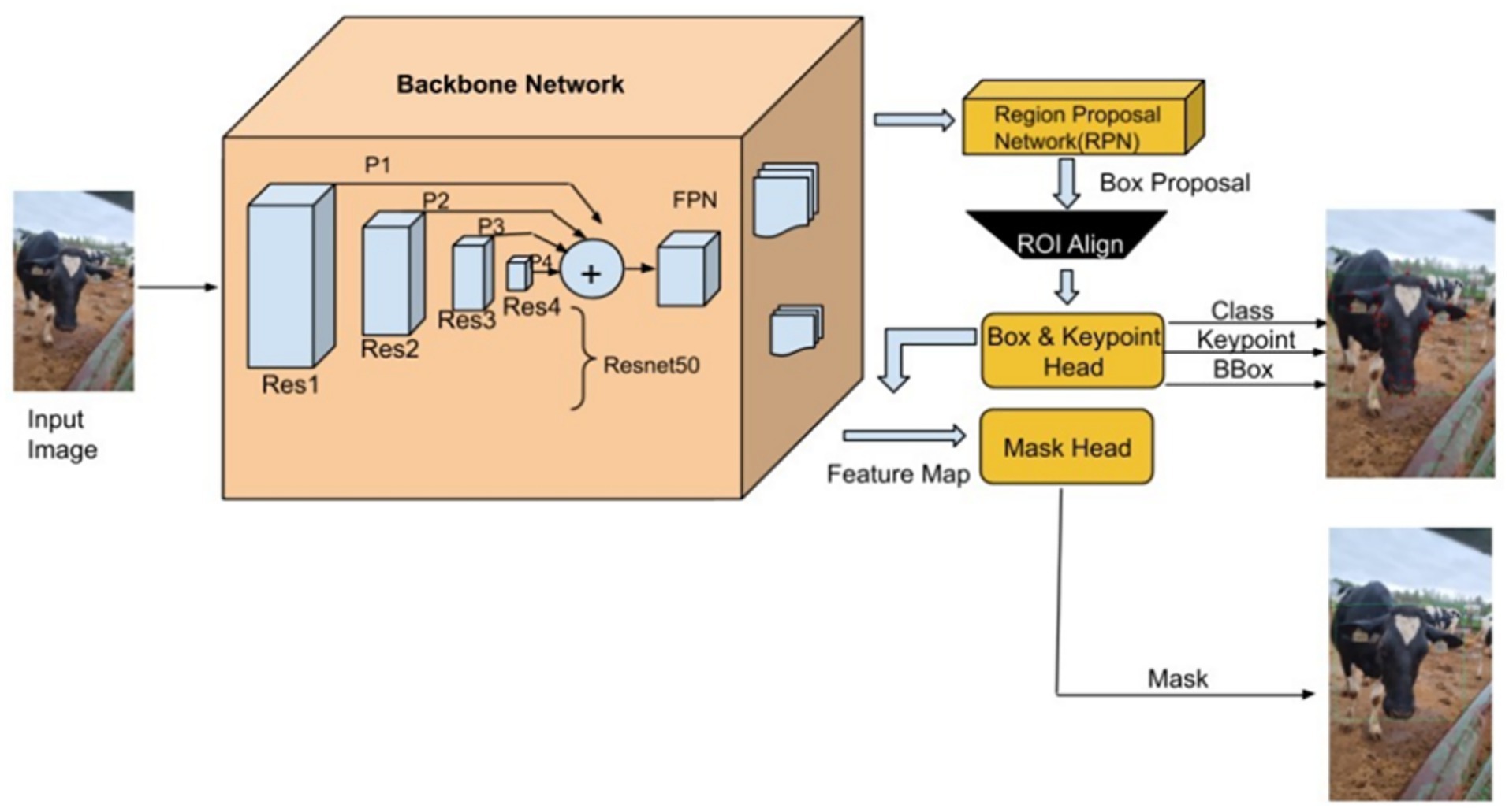 Flowchart depicting a convolutional neural network process for image analysis. It starts with an input image of a cow, processed through a backbone network (Res1 to Res4, Resnet50, FPN) to generate a feature map. A Region Proposal Network creates box proposals, which go through ROI Align and Box & Keypoint Head to output class, keypoints, and bounding box. The Mask Head produces a mask, applied to the same cow image.