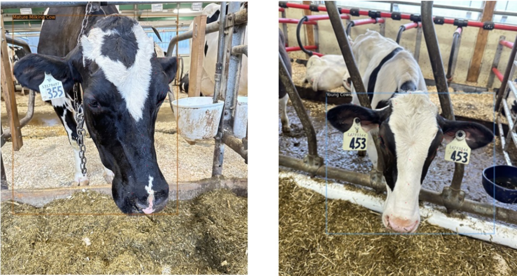 Two cows in a barn, each with identification tags on their ears. The cow on the left, labeled