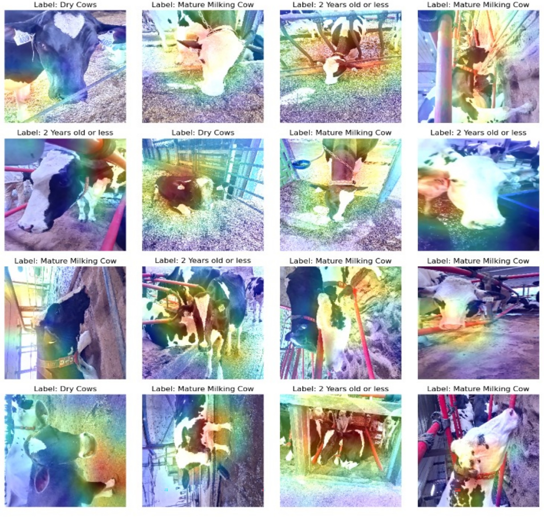 Grid of photos features cows labeled by categories such as