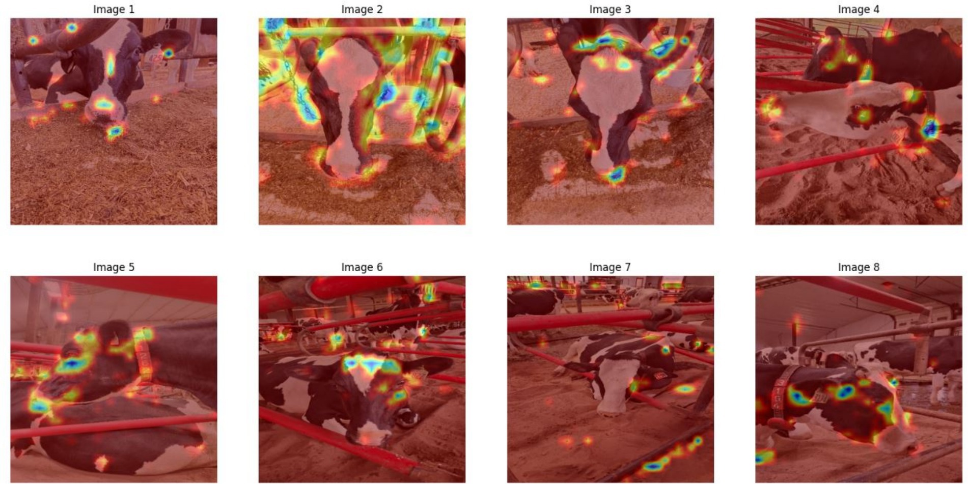 Images one to eight show cows in a barn with heat map overlays highlighting different areas of interest in red, blue, and green. Cows are seen in various positions, such as feeding and lying down, surrounded by feeding equipment and barriers.