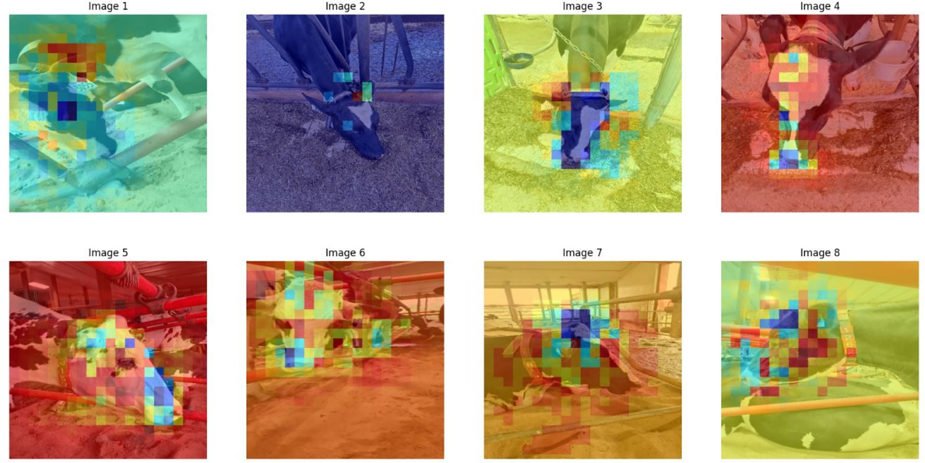 Grid of eight images showing cows overlaid with multicolored heat maps. Each image has a different color gradient effect, indicating various levels of data analysis or processing on the cows' bodies. The images seem to capture cows in different positions and settings, possibly for research or monitoring purposes.