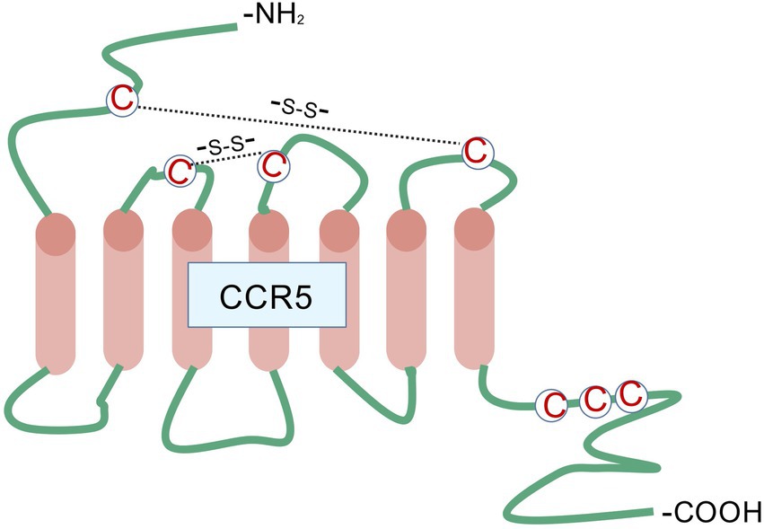 Diagram of the CCR5 protein structure featuring seven transmembrane helices represented as pink cylinders. Green lines denote extracellular and intracellular loops. The structure highlights cysteine residues and disulfide bonds, labeled with