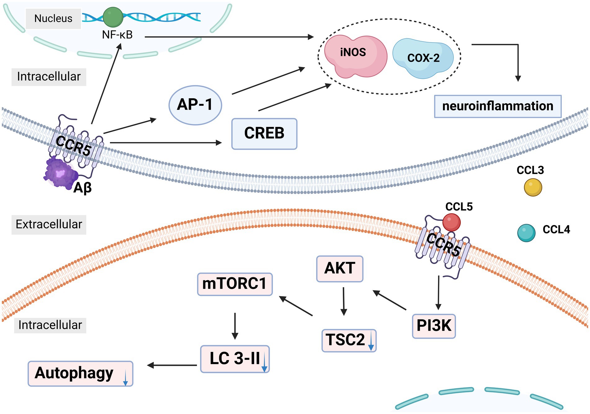 Schematic diagram illustrating cellular signaling pathways. At the top, signaling begins with NF-κB in the nucleus leading to iNOS and COX-2 activation, causing neuroinflammation. The CCR5 receptor, activated by Aβ, influences AP-1 and CREB, impacting neuroinflammatory processes. Below, extracellular signals via CCL3, CCL4, and CCL5 further modulate intracellular pathways involving AKT, TSC2, PI3K, and mTORC1, affecting autophagy through LC 3-II. Arrows indicate the direction of signal transmission, highlighting key interactions and inhibitory effects.