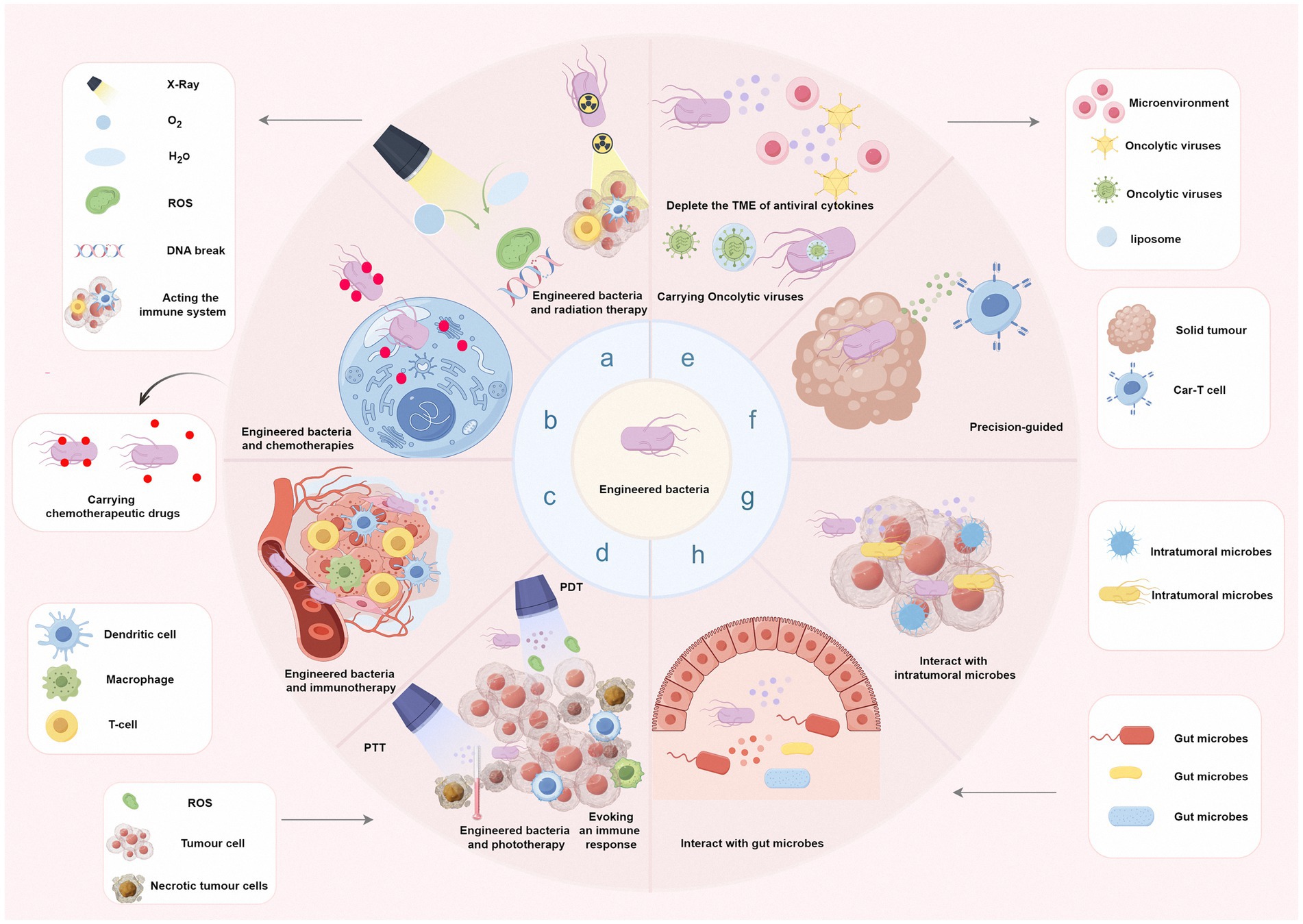 Diagram illustrating various cancer treatment strategies using engineered bacteria. Sections depict methods like chemotherapy, radiation, immunotherapy, phototherapy, and use of oncolytic viruses. The central circle highlights engineered bacteria as a unifying element. Other elements include precision-guided therapies, interactions with tumor and gut microbes, and immune responses. Side panels detail therapy components such as dendritic cells, macrophages, T-cells, and representatives of tumor microenvironment and gut microbiome.
