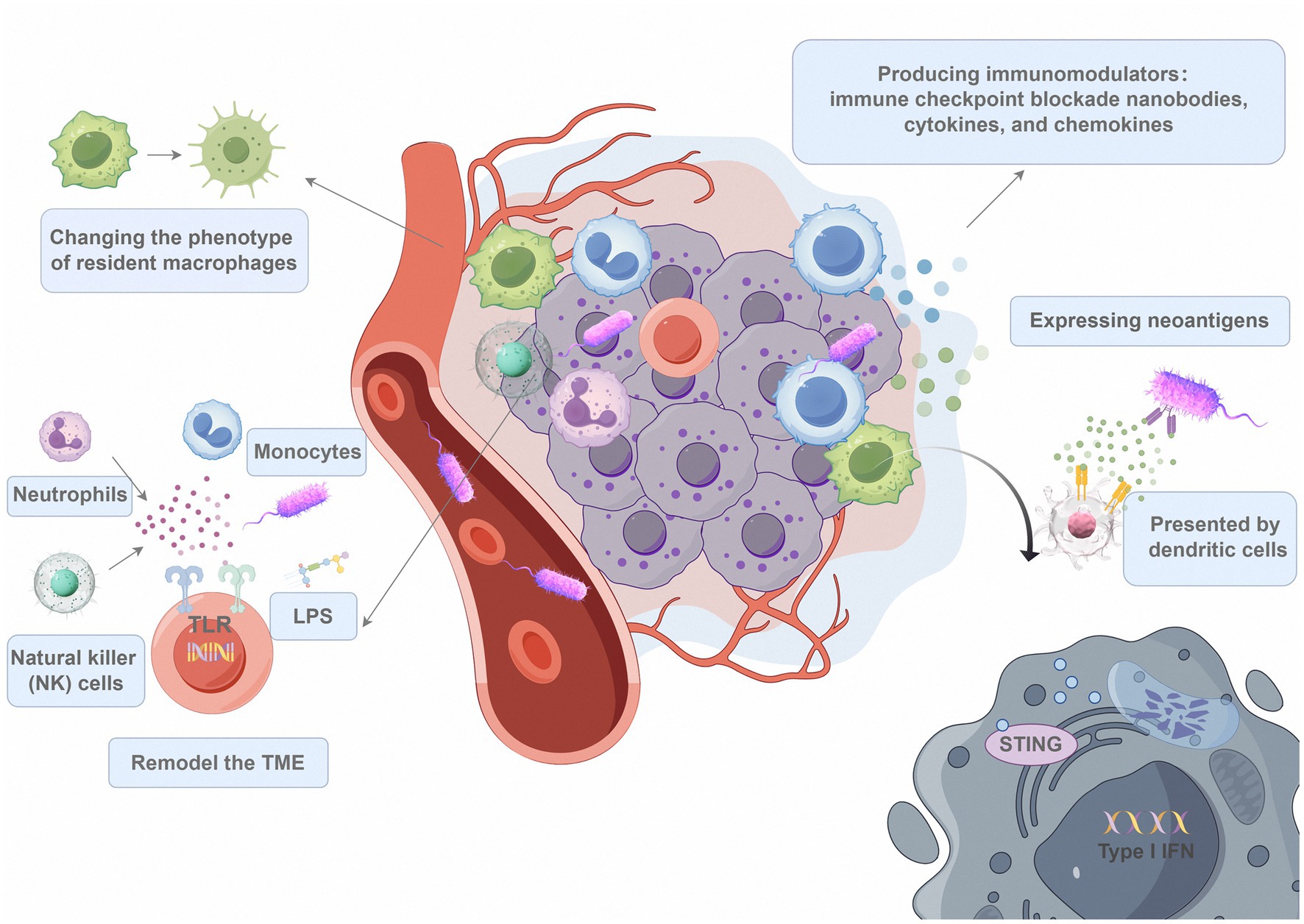 Illustration of immune responses in a tissue microenvironment. It shows a blood vessel with cells and bacteria labeled with actions: