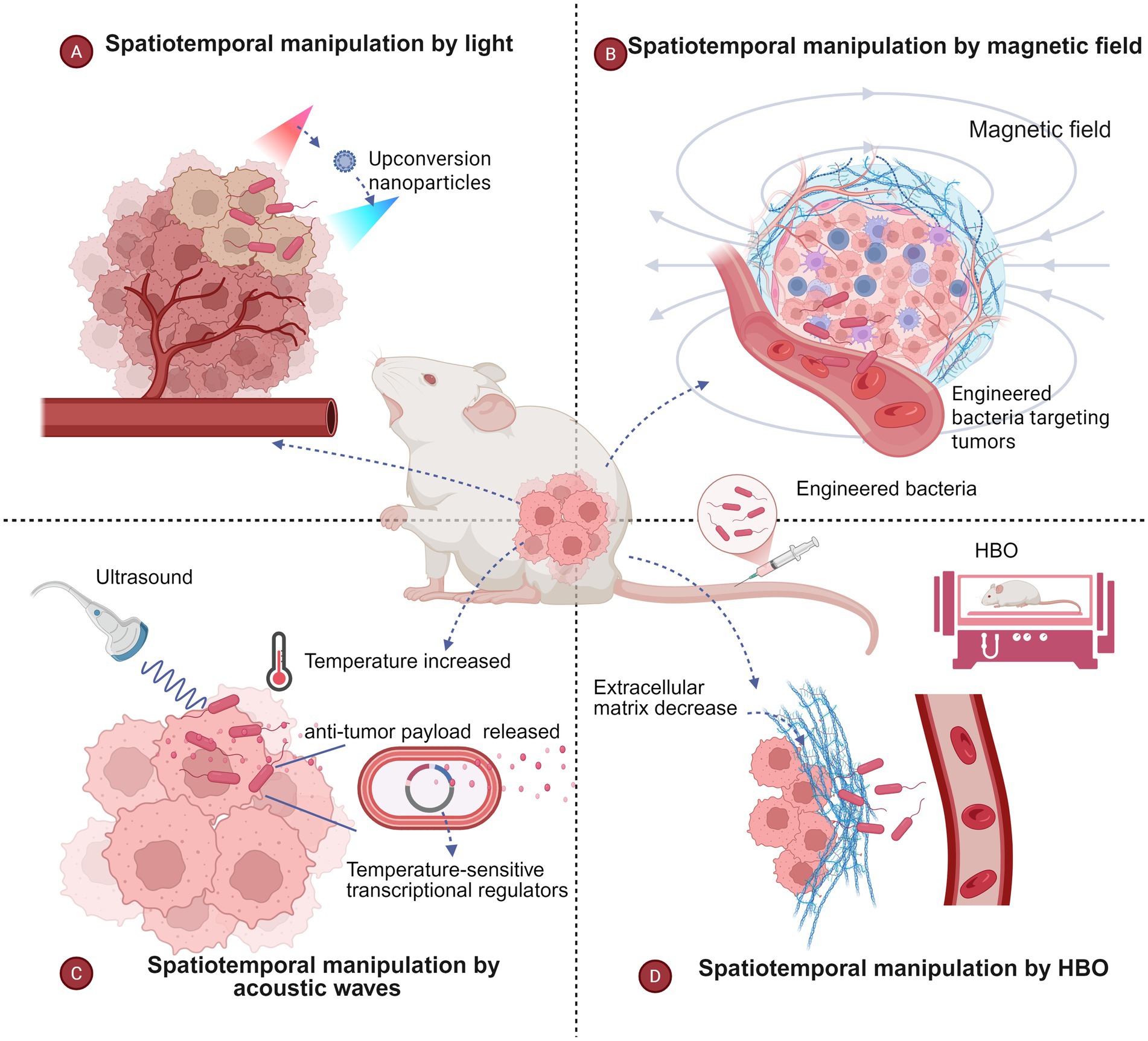 Illustration depicting four methods of spatiotemporal manipulation for targeting tumors: A) Manipulation by light using upconversion nanoparticles; B) Manipulation by magnetic fields with engineered bacteria; C) Acoustic waves increase temperature, releasing anti-tumor payload; D) Hyperbaric oxygen (HBO) therapy decreases the extracellular matrix. A mouse is shown as the model organism.
