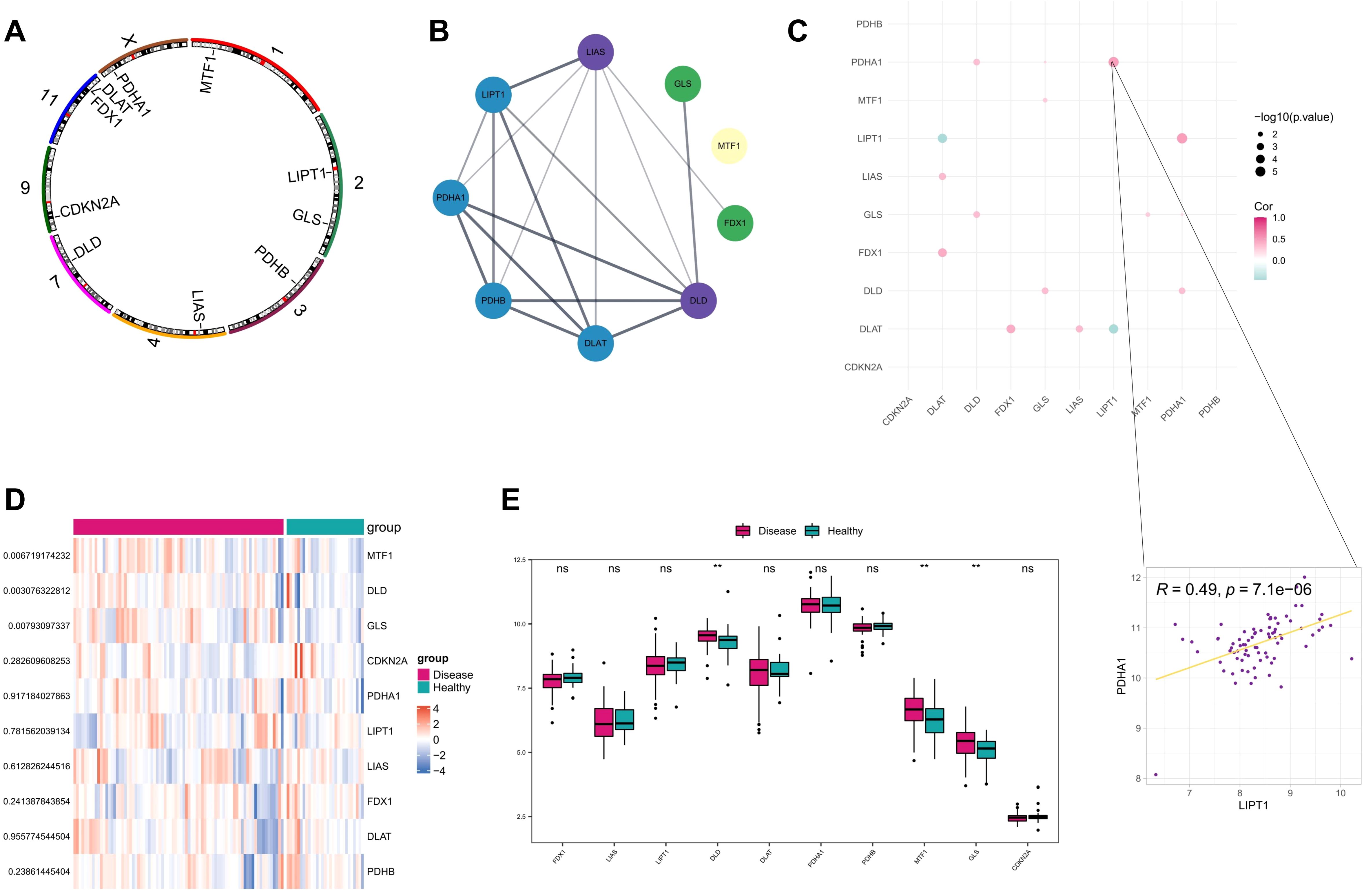 Diagram depicting gene interactions and expression analyses in various graphics. Panel A shows a circular gene interaction map with labeled genes. Panel B presents a network diagram illustrating connections between genes LIAS, LIPT1, and others. Panel C displays a correlation matrix with color-coded dots representing correlation strength and significance between genes, highlighting a significant correlation between LIPT1 and PDHA1. Panel D features a heatmap of gene expression levels across diseased and healthy groups. Panel E includes box plots comparing expression levels of various genes between disease and healthy states, with significance indicated by asterisks.