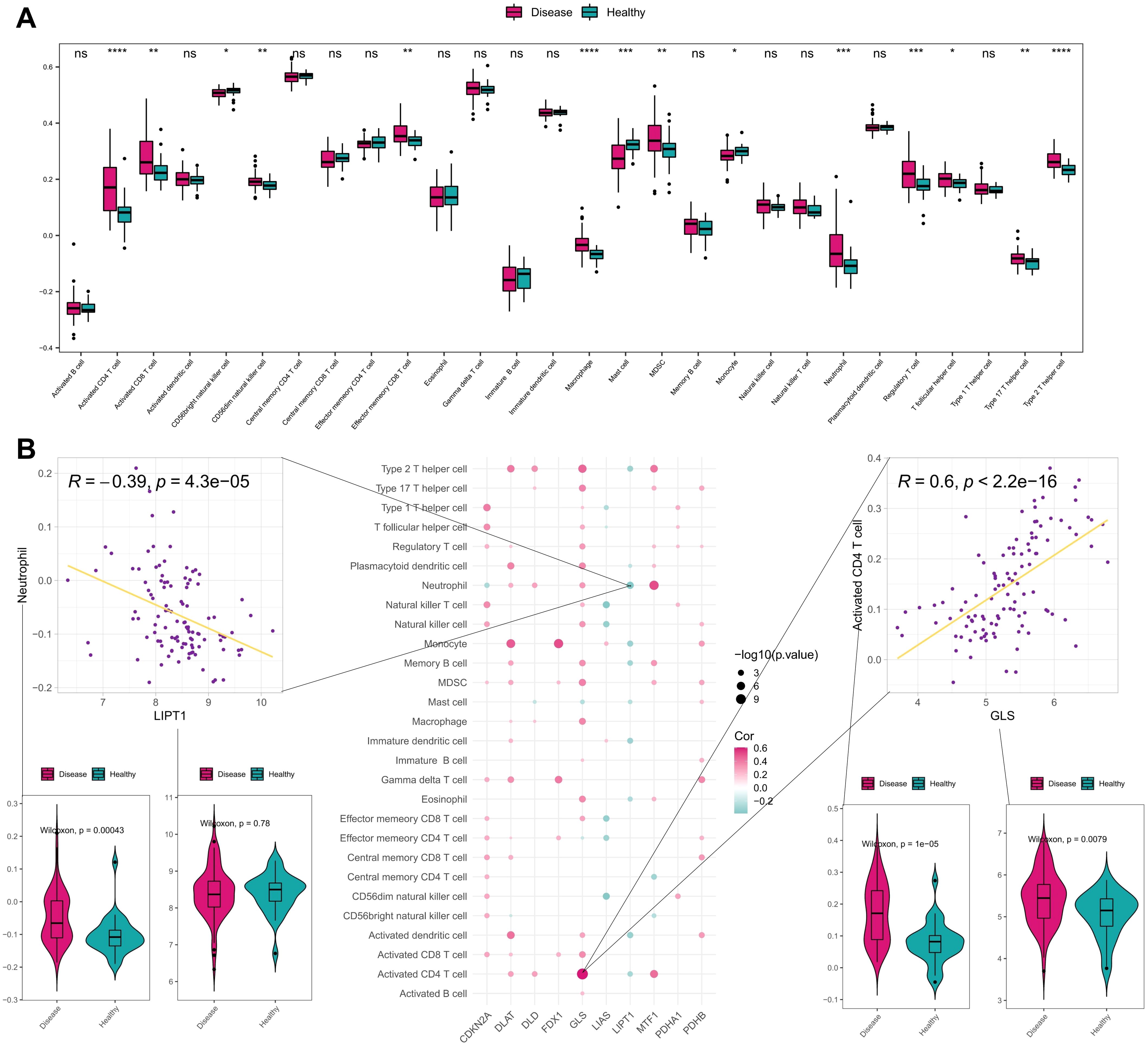 Panel A shows a series of box plots comparing disease and healthy groups across multiple cell types. Significant differences are marked with asterisks, with “ns” indicating no significance. Panel B contains scatter plots showing correlations between LIPT1 and neutrophils, and between GLS and activated CD4 T cells, with correlation coefficients and p-values. Dot plots illustrate correlations with cells, sized by significance. Violin plots compare disease and healthy groups for specific cell types, with p-values indicating statistical differences.