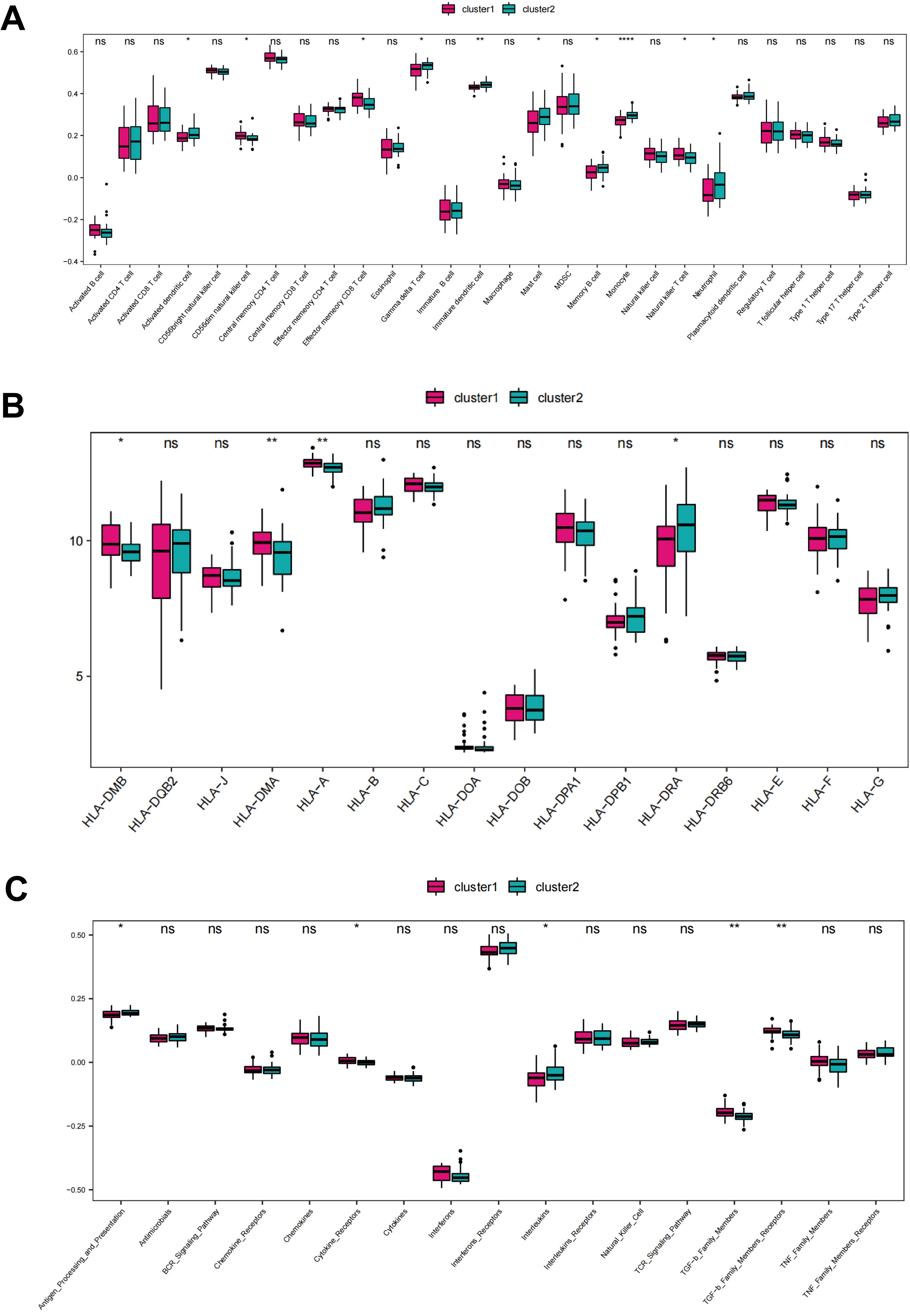 Three box plots labeled A, B, and C depict data comparisons between cluster 1 and cluster 2. In plot A, various immune cell types are analyzed with statistical significance marked by asterisks. In plot B, different HLA genes are compared, showing variations and significance levels. Plot C examines immune-related interaction pathways, indicating differences and significance. Each cluster is color-coded for clarity.