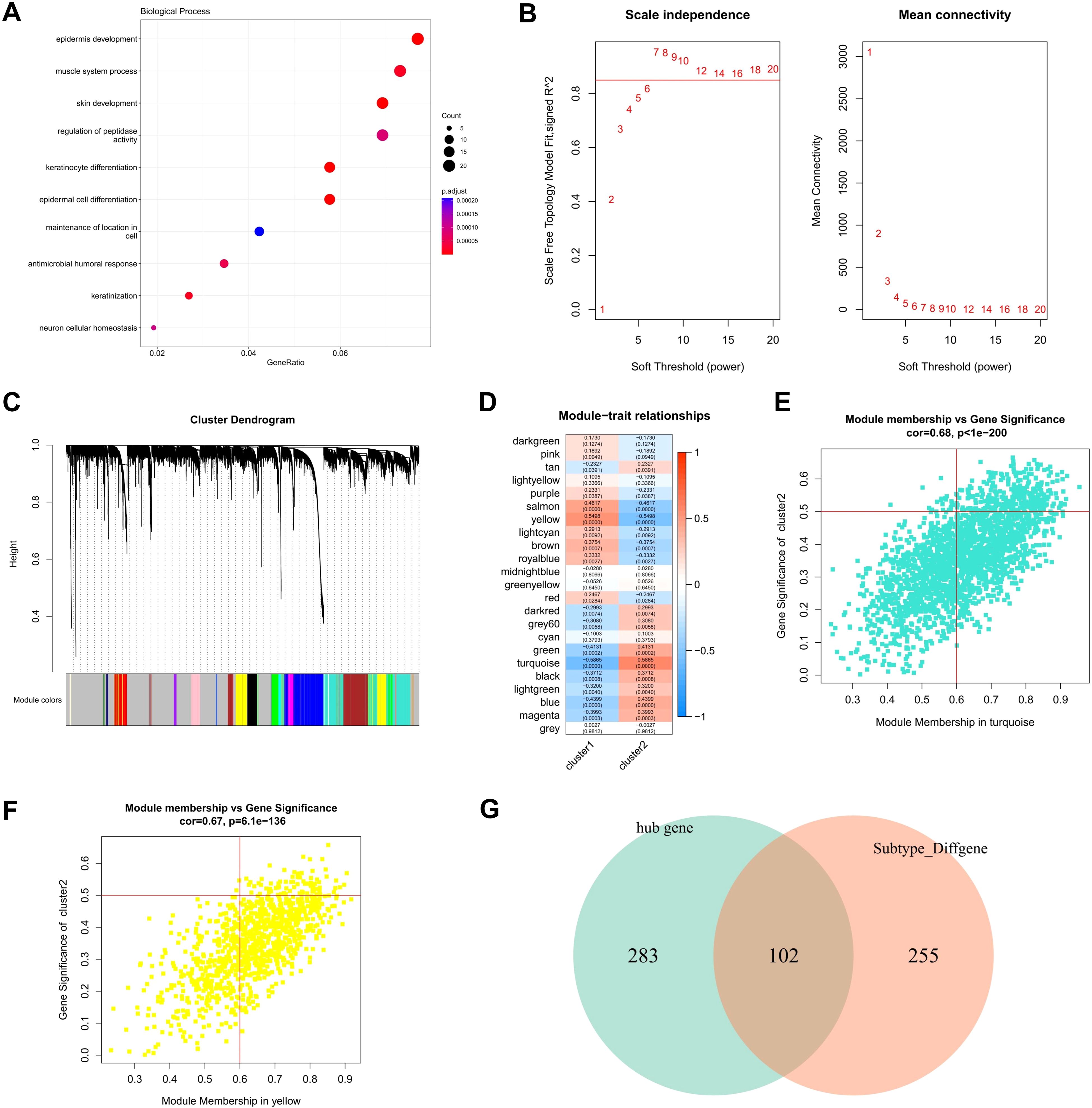 Seven related images depict various bioinformatics analyses. A: Dot plot showing biological processes with dot size representing count and color indicating p-value significance. B: Line plots of scale independence and mean connectivity against soft threshold power. C: Cluster dendrogram with module colors. D: Heatmap of module-trait relationships with color scale indicating correlation strength. E: Scatter plot of gene significance versus module membership in turquoise. F: Scatter plot of gene significance versus module membership in yellow. G: Venn diagram illustrating hub gene and subtype difference overlap with counts in each section.