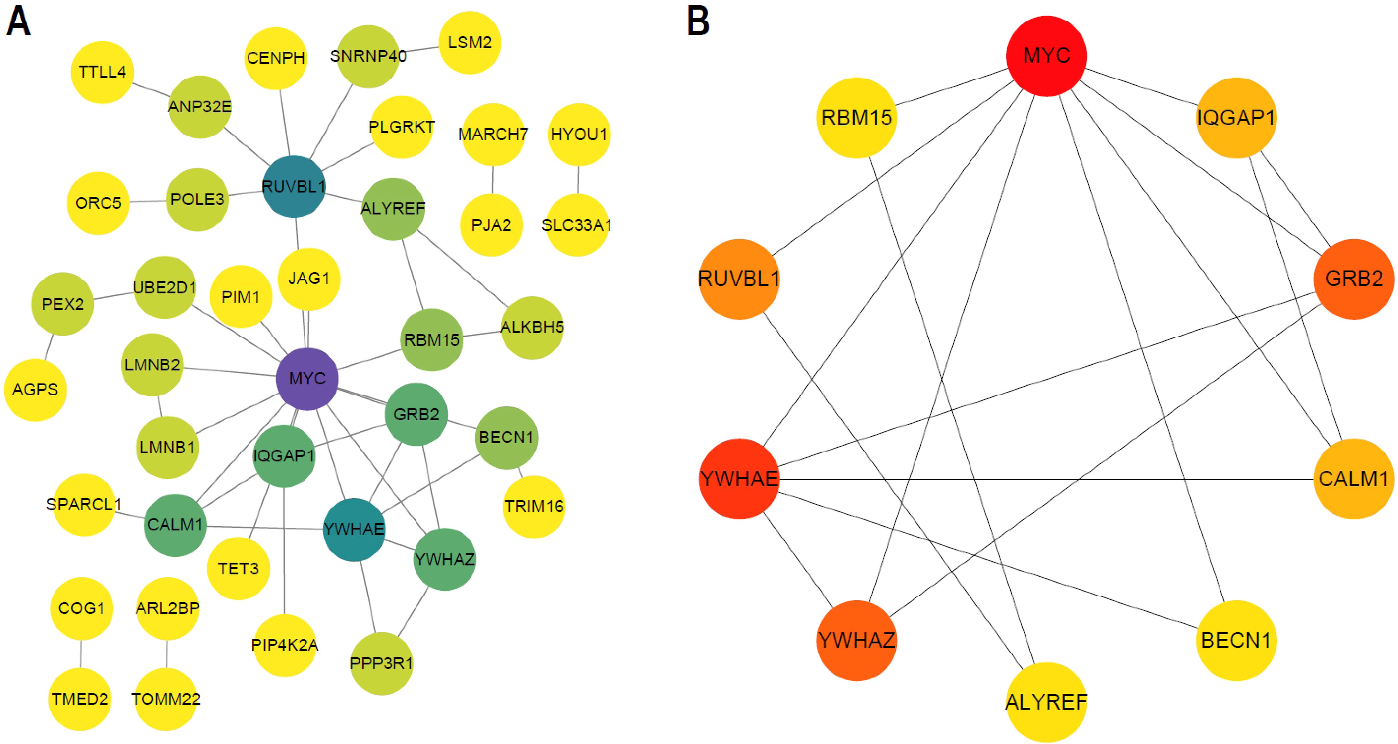 Network diagram showing protein interactions. Panel A displays multiple nodes, with MYC at the center, connected to various proteins such as RUVBL1 and GRB2. Panel B highlights MYC in red, linked to proteins like YWHAE and CALM1. Nodes are color-coded and connected by lines, indicating interactions.