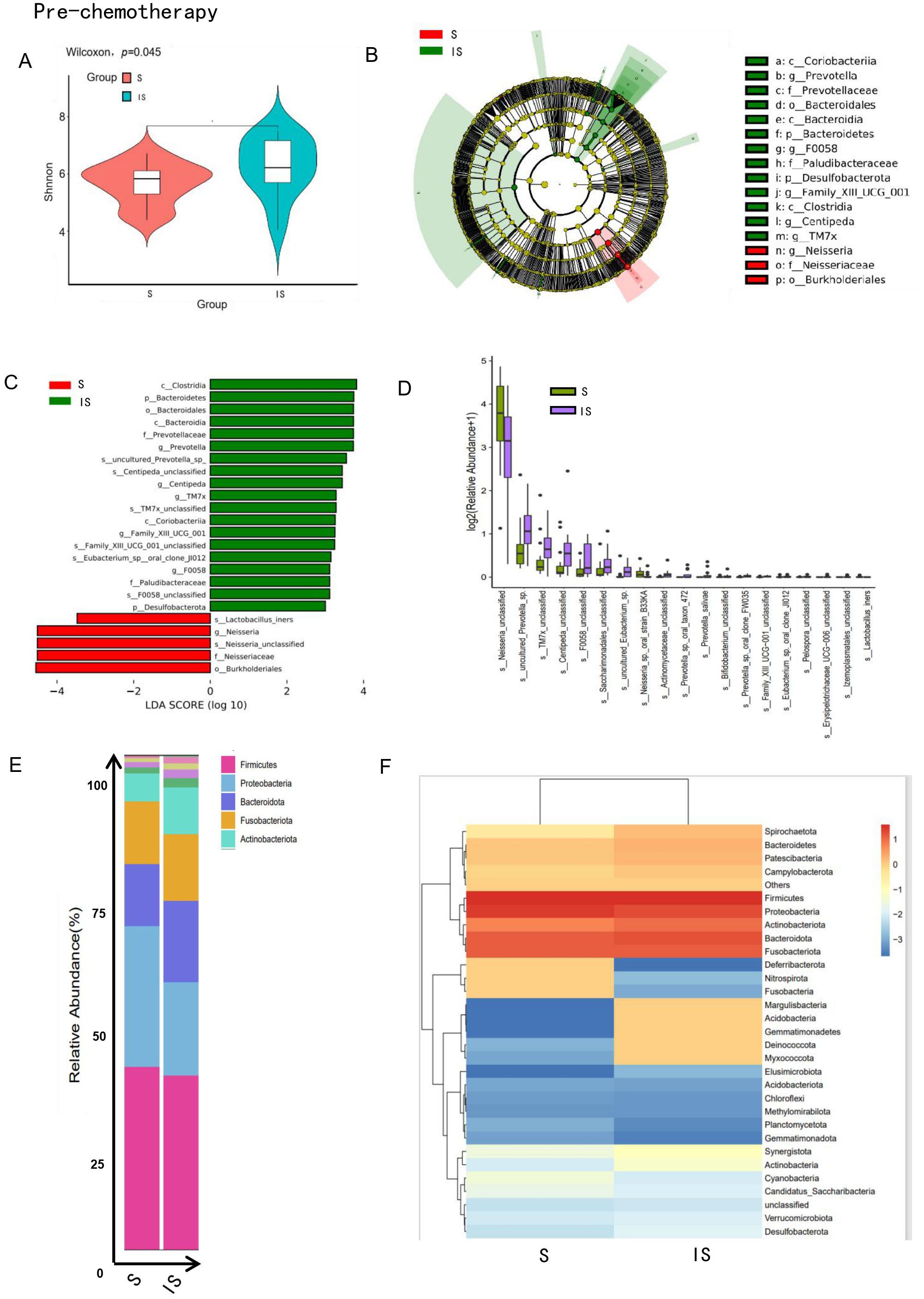 Pre-chemotherapy microbiome analysis comprising six panels: A) Violin plot displaying Shannon diversity indices for groups S (red) and IS (blue), exhibiting a significant difference (p=0.045). B) Phylogenetic tree highlighting bacterial categories, with distinct taxa identified in each group. C) LDA score plot indicating enriched taxa in groups S and IS. D) Box plots of relative log-transformed abundance for various taxa in each group. E) Stacked bar chart illustrating the relative abundance percentages of different phyla. F) Heatmap of bacterial phyla with clustering for groups S and IS, indicating differences in abundance.