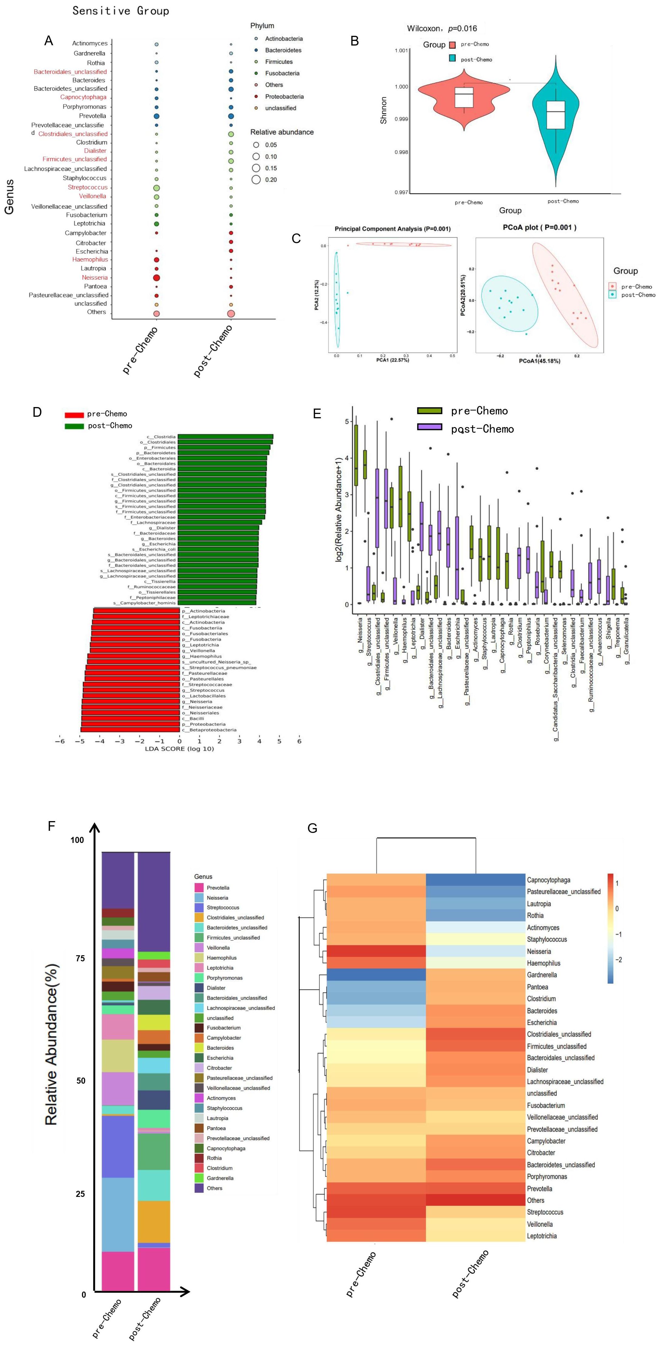 Panel of charts analyzing microbiome changes in a sensitive group pre- and post-chemotherapy. (A) Dot plot shows relative abundance of various genera. (B) Violin plot illustrates diversity differences between groups. (C) Principal Component Analysis and PCoA plots display clustering by treatment. (D) LDA score bar plot compares differential bacterial presence. (E) Box plots show log-transformed relative abundance of specific genera. (F) Bar chart depicts relative abundance distribution over time. (G) Heatmap illustrates genus abundance changes, with clustering. Data emphasizes microbial composition shifts due to chemotherapy.
