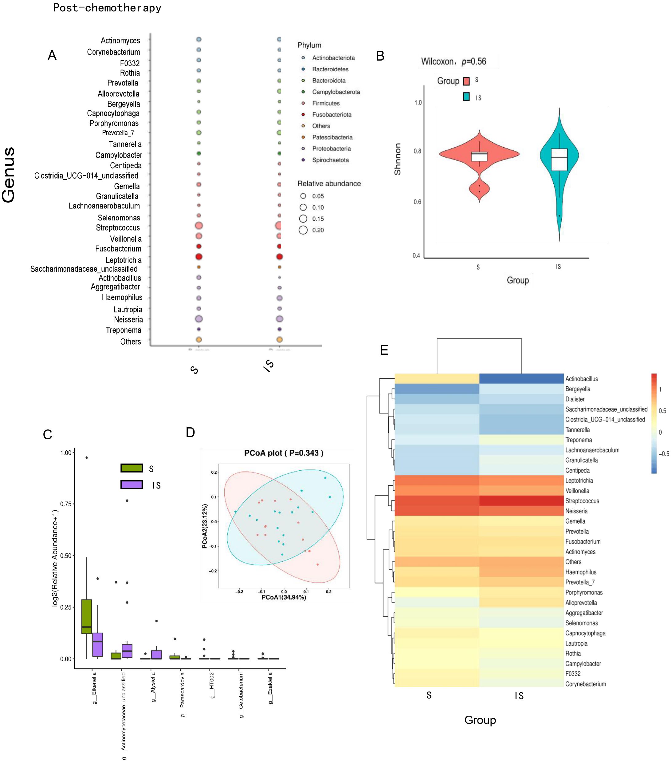 A series of visualizations analyzing post-chemotherapy microbiome data includes: A) A dot plot showing relative abundance of genera by phylum in groups S and IS. B) A violin plot comparing Shannon diversity index between groups, showing no significant difference (p=0.56). C) A bar chart comparing log relative abundance of select genera in both groups. D) A PCoA plot illustrating microbiome similarities and differences with no significant clustering (p=0.343). E) A heatmap representing genus abundance with a gradient color scale from red to blue across groups S and IS.