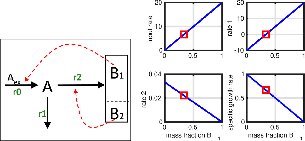 Diagram of a metabolic system and related graphs. The left shows a flowchart with metabolites A_ex, A, B1, and B2, along with input rates r0, r1, and r2. Arrows indicate flow direction, with red dashed and solid lines. Four graphs are on the right showing relationships between mass fraction B and various rates: input rate, rate 1, rate 2, and specific growth rate. Each graph has a blue line and a highlighted red square.