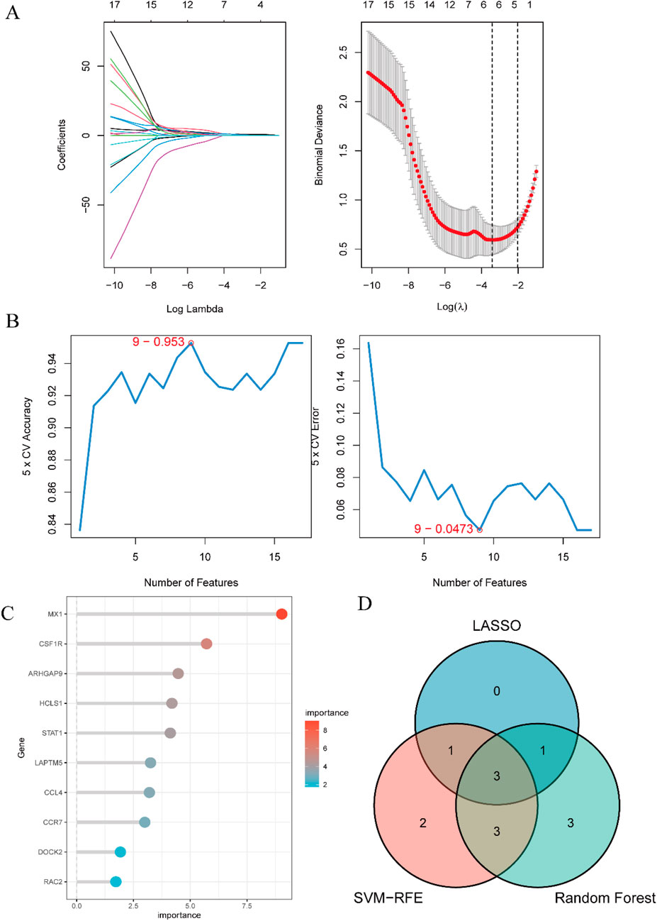 A set of four scientific visualizations: A) Two line graphs showing coefficient shrinkage and binomial deviance versus log(lambda) in a Lasso model. B) Two plots showing accuracy and error rates versus number of features in cross-validation. C) Bar chart showing gene importance scores, with colors representing importance levels. D) Venn diagram comparing feature selection methods across Lasso, SVM-RFE, and Random Forest, with overlaps indicating shared features.