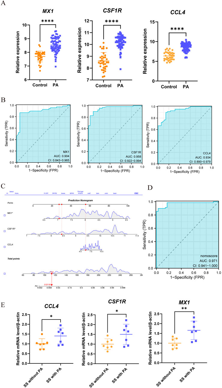 Panel A shows dot plots of relative expression levels of MX1, CSF1R, and CCL4 genes comparing Control and PA groups, with significant differences indicated by asterisks. Panel B presents three ROC curves for MX1, CSF1R, and CCL4, showing high AUC values. Panel C features a prediction nomogram involving MX1, CSF1R, and CCL4 with a total points calculation. Panel D displays an ROC curve for a nomoscore with a high AUC. Panel E presents dot plots of mRNA levels of CCL4, CSF1R, and MX1 comparing SS without PA and SS with PA groups, also showing significant differences.