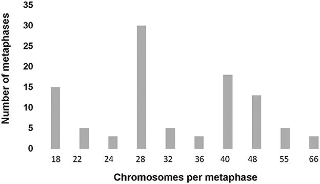 Bar chart showing the number of metaphases against chromosomes per metaphase. Peaks at 28 chromosomes with 30 metaphases and 40 chromosomes with 15 metaphases, while other points are lower. Chromosome groups include 18, 22, 24, 28, 32, 36, 40, 48, 55, and 66.