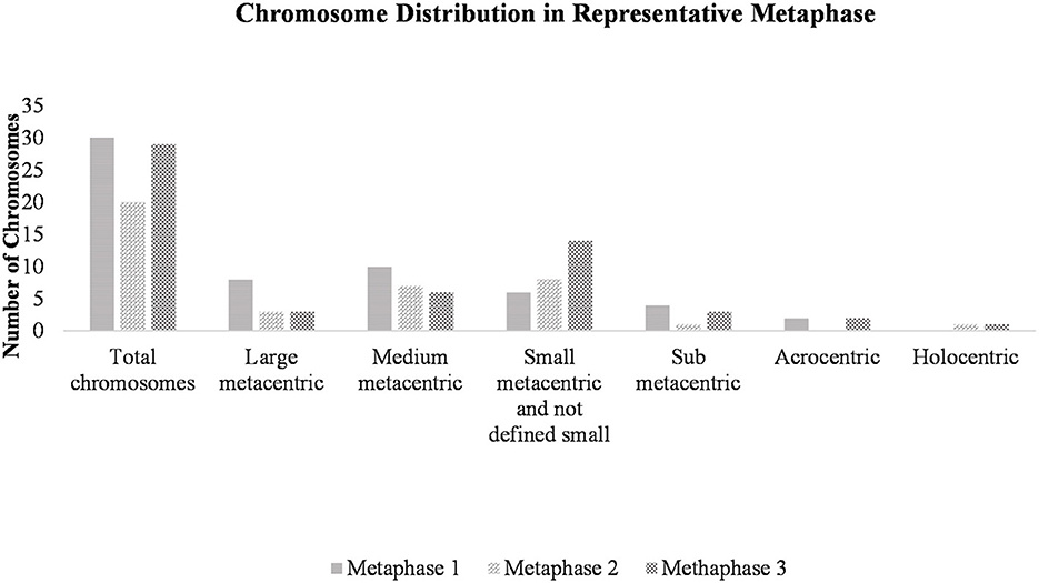 Bar chart titled “Chromosome Distribution in Representative Metaphase” showing the number of chromosomes in three metaphases. Categories include total chromosomes, large metacentric, medium metacentric, small metacentric and not defined small, sub metacentric, acrocentric, and holocentric. Metaphase 1, 2, and 3 are represented by different bar patterns. Total chromosomes have the highest count in each metaphase.