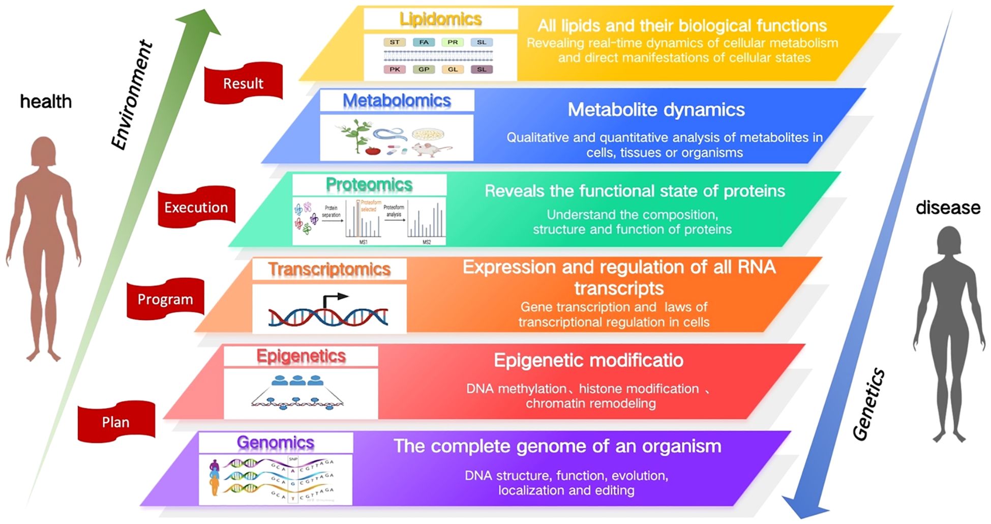 Diagram illustrating the interaction between environment and genetics in health and disease through various omics layers. From bottom to top: Genomics (DNA structure), Epigenetics (DNA modifications), Transcriptomics (RNA transcription), Proteomics (protein function), Metabolomics (metabolite dynamics), and Lipidomics (lipid functions). The left side shows ascending processes from “Plan” to “Result” related to health, while the right side indicates progression towards disease.