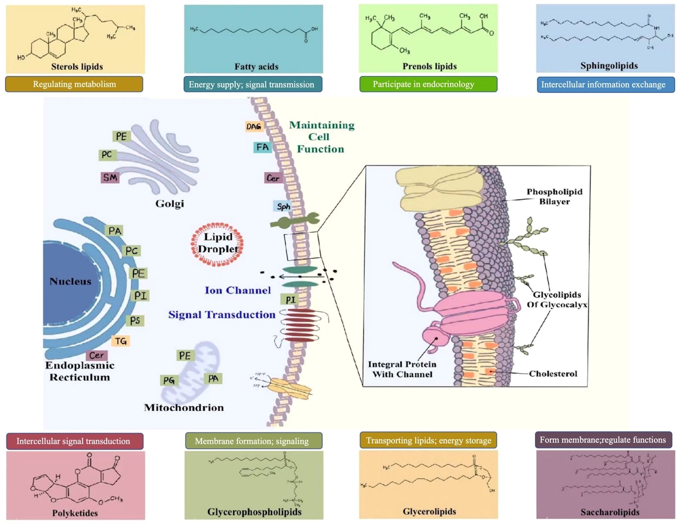 Illustration showing lipid types and their functions in a cell. The central part depicts cell structures like the nucleus, Golgi, and endoplasmic reticulum, highlighting processes like ion channels and signal transduction. The enlarged section displays the cell membrane, featuring the phospholipid bilayer, glycoproteins, and cholesterol. Surrounding the cell are lipid categories: sterols, fatty acids, prenols, sphingolipids, polyketides, glycerophospholipids, glycerolipids, and saccharolipids, each labeled with their roles, including metabolism regulation, energy supply, endocrinology participation, and membrane formation.
