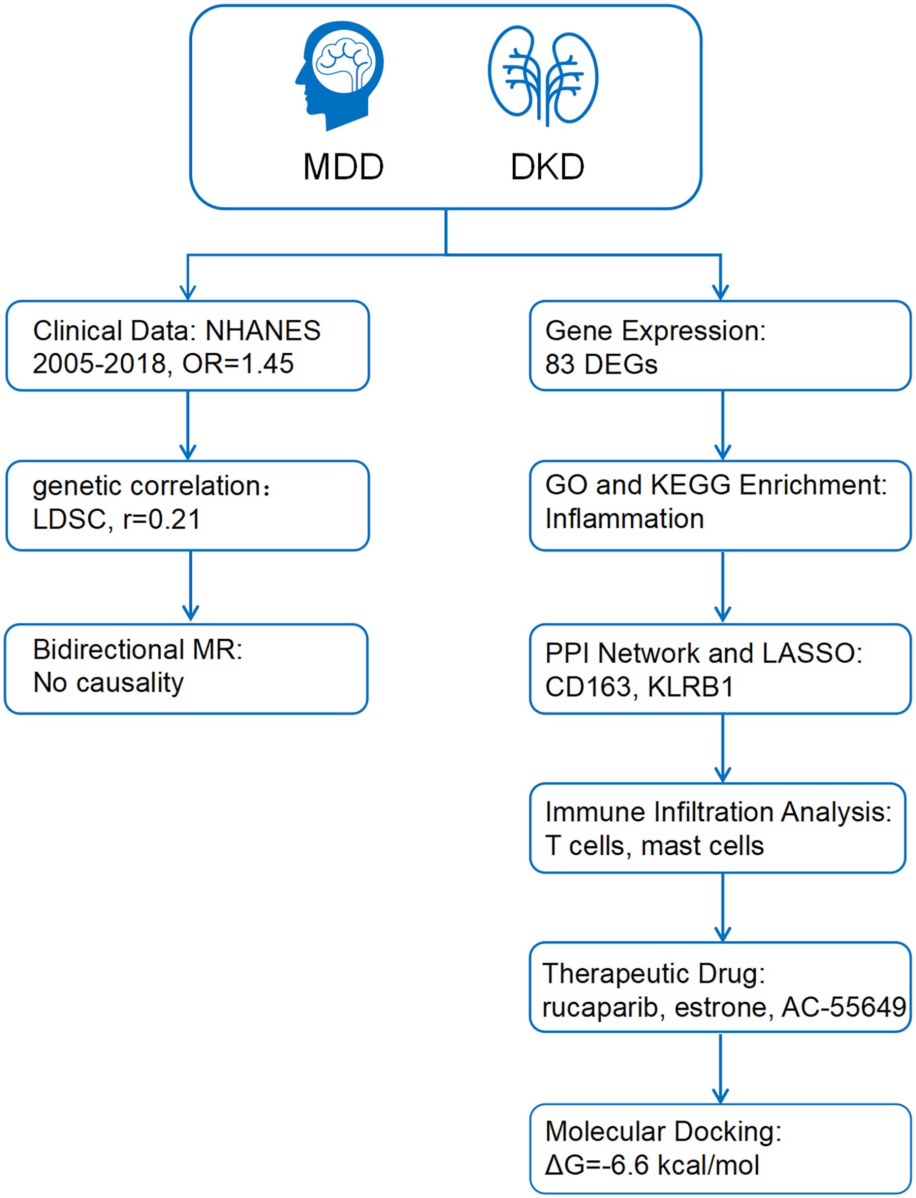 Flowchart illustrating the analysis of the comorbidity between Major Depressive Disorder (MDD) and Diabetic Kidney Disease (DKD) using clinical and genetic data. Analysis of shared features identified an odds ratio of 1.45 in NHANES clinical data, a genetic correlation of 0.21, and no causal relationship in bidirectional Mendelian randomization. Gene expression analysis revealed 83 shared differentially expressed genes, inflammation from GO and KEGG enrichment, a PPI network identifying hub genes CD163 and KLRB1, and immune infiltration involving T and mast cells. Proposed therapeutic drugs include rucaparib, estrone, and AC-55649, with molecular docking energy of -6.6 kcal/mol.