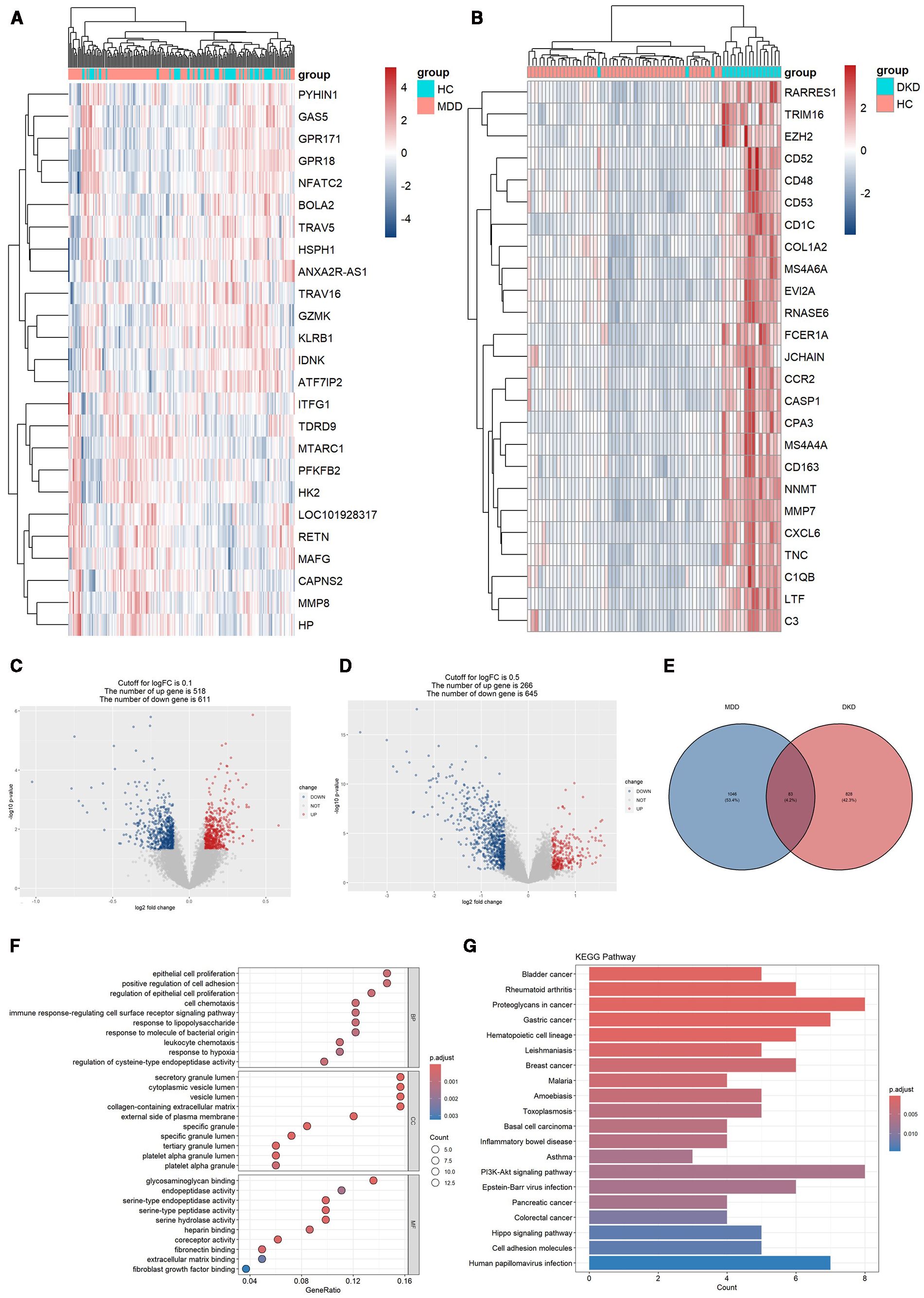 Heatmap A shows differential gene expression for healthy controls and MDD groups, highlighting genes with varying expression levels. Heatmap B shows differential gene expression for healthy controls and MDD groups. Plots C and D are volcano plots illustrating the upregulated and downregulated portions of the differentially expressed genes shared between MDD and DKD. Venn diagram E shows gene overlap between MDD and DKD. Plot F is a dot plot illustrating enriched biological processes, with bubble size indicating gene count. Bar chart G displays KEGG pathway enrichment, sorted by significance.