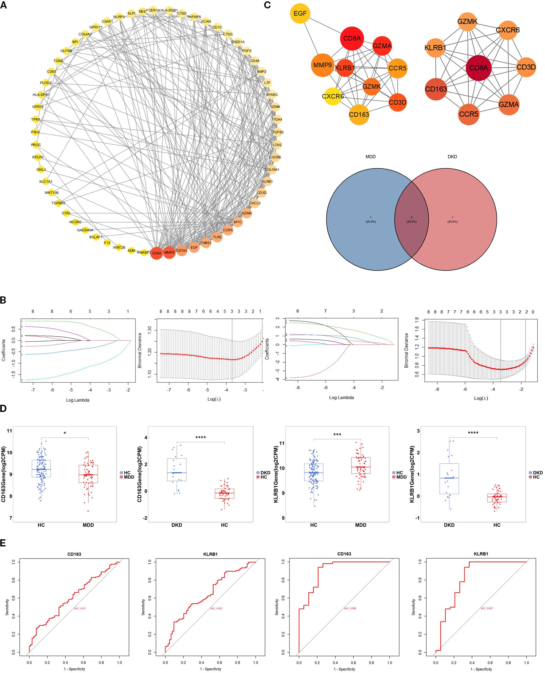 Diagram with five panels: A: Network diagram showing interactions between nodes labeled with gene identifiers, including hub gene selection and key module networks. Nodes vary in color from yellow to red. B: Four plots displaying log Lambda vs. coefficient and deviance related to variable selection. C: Two network diagrams with nodes representing genes, and a Venn diagram showing overlap between two conditions labeled MDD and DKD. D: Four box plots comparing expression levels of genes CD163, KLRB1, and others in different conditions. E: Four ROC curves evaluating the diagnostic performance of genes, with the area under the curve indicated in red.