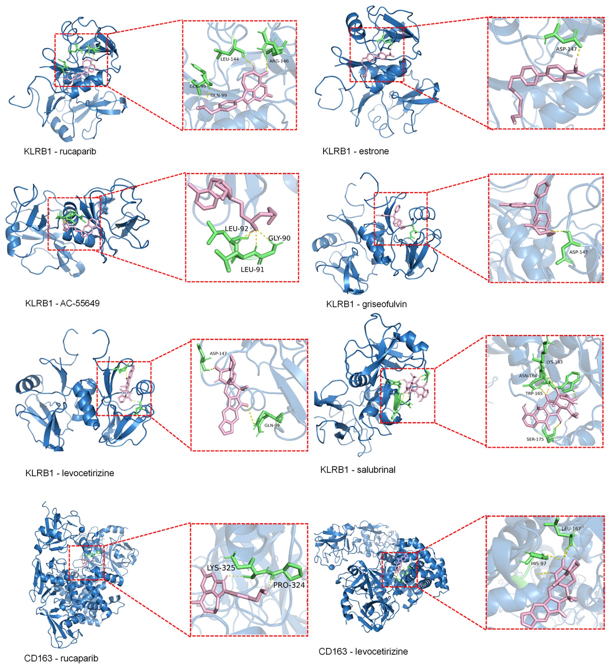 Molecular structures of KLRB1 and CD163 proteins bound to various compounds. KLRB1 is bound to rucaparib, estrone, AC-55649, griseofulvin, salubrinal, and levocetirizine. CD163 is bound to rucaparib and levocetirizine. Detailed sections show interactions at binding sites with labeled amino acids, with compounds depicted in detailed insets and highlighted residues.